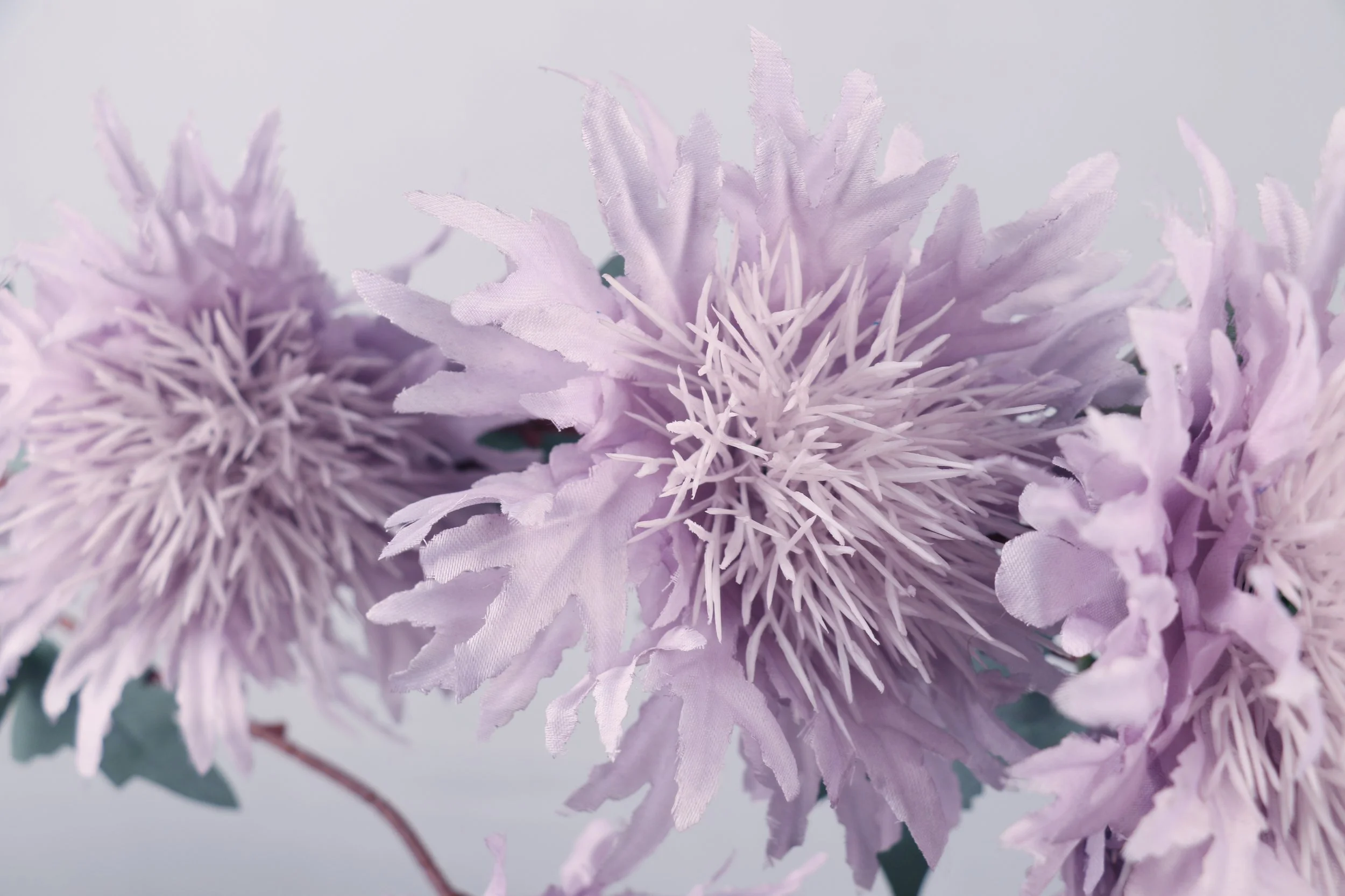 Cornflower