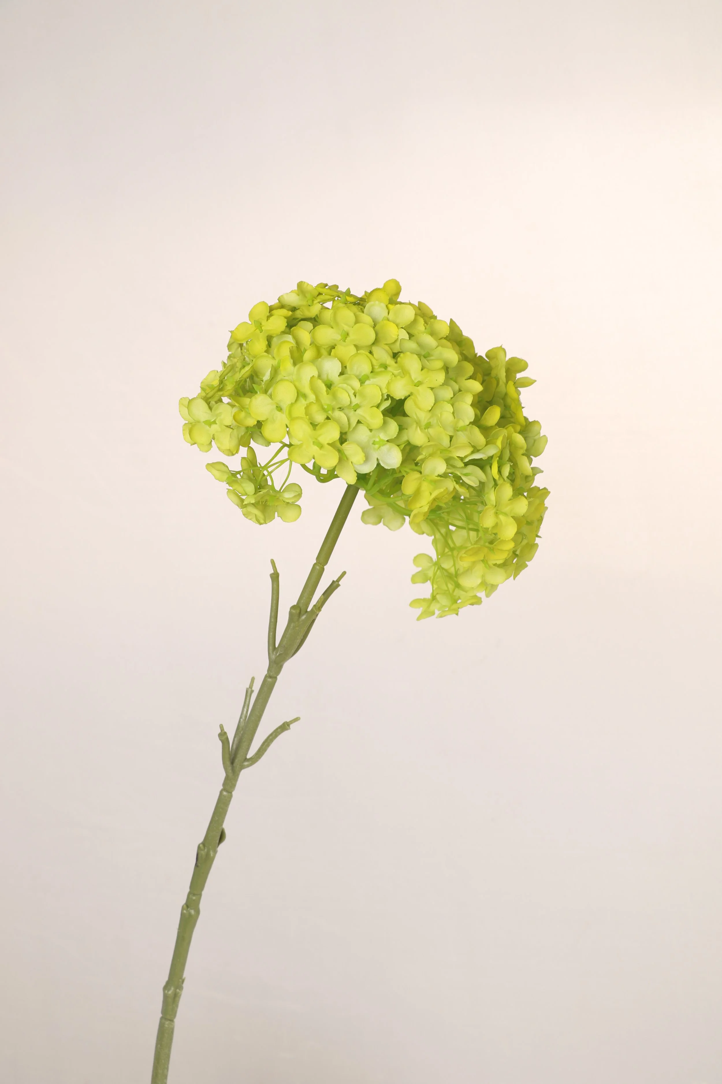 Lime Green Hydrangea