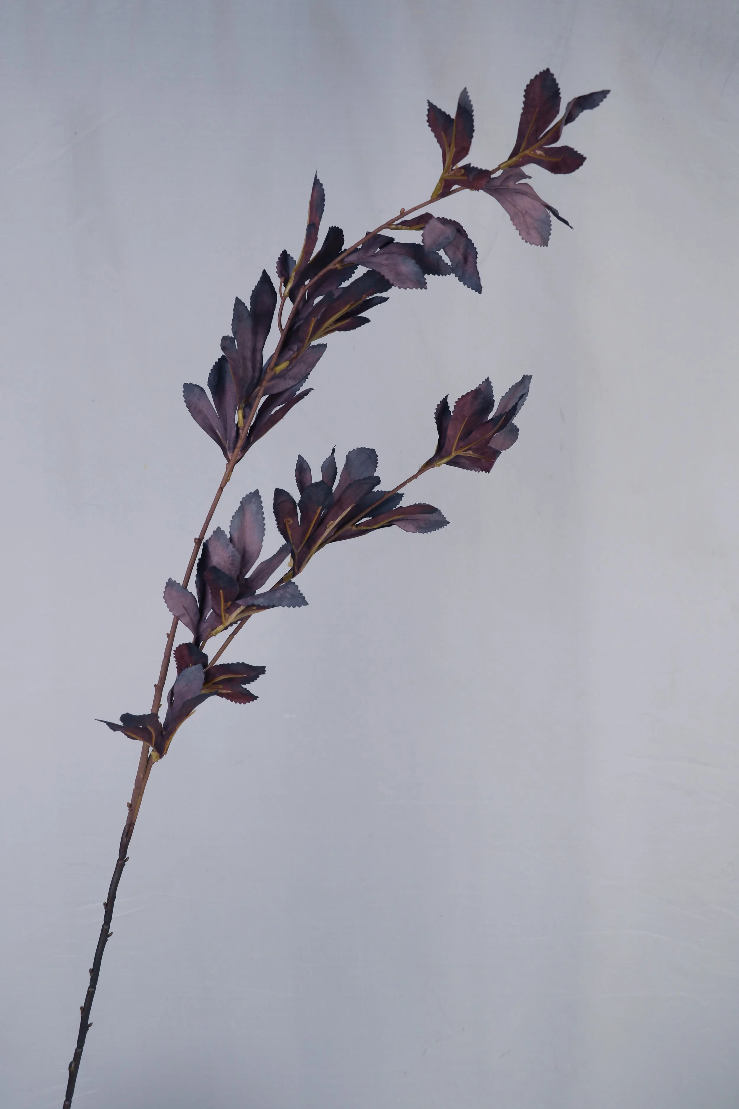 Purple Leaf Plum