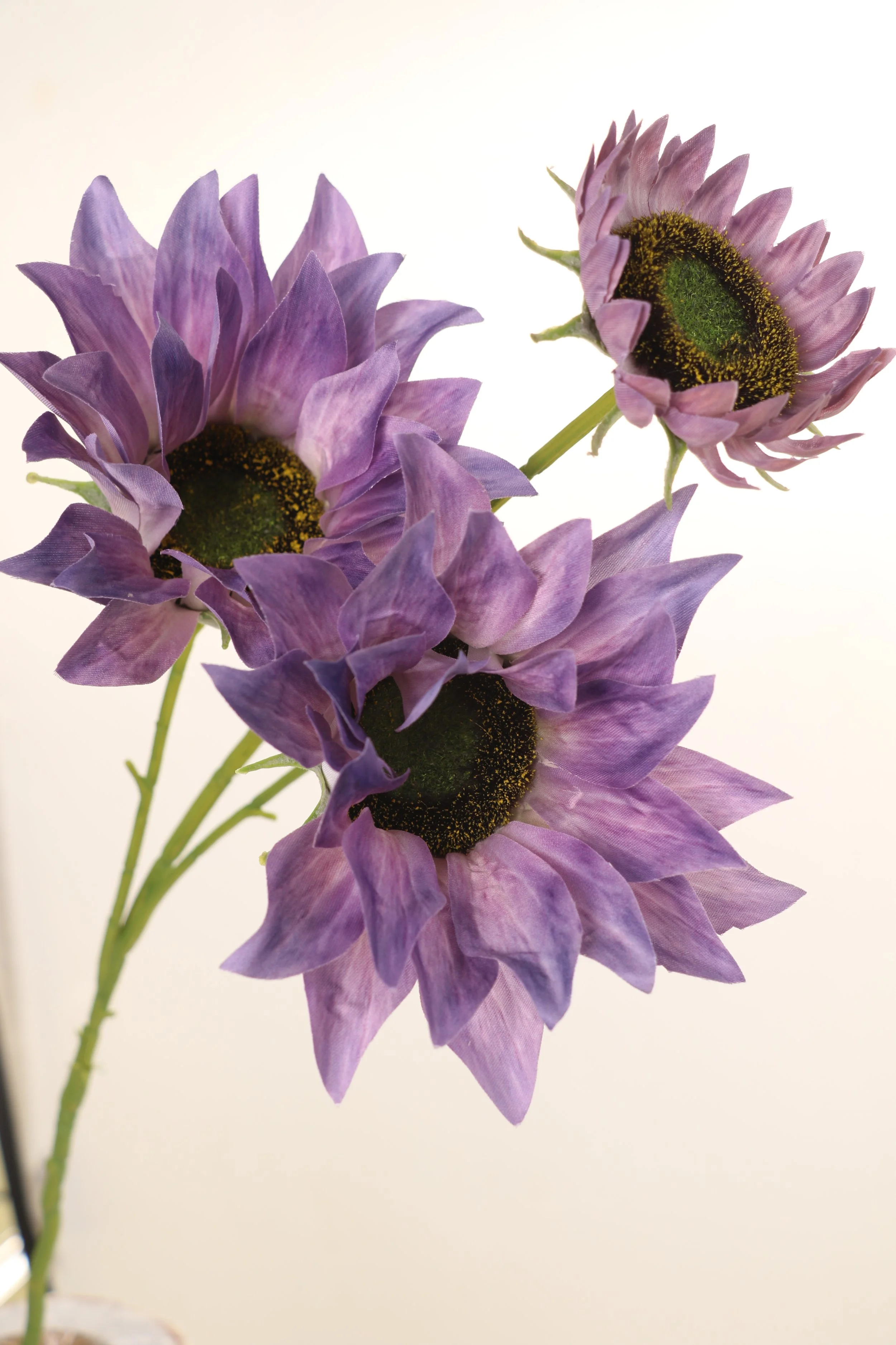 purple sunflower