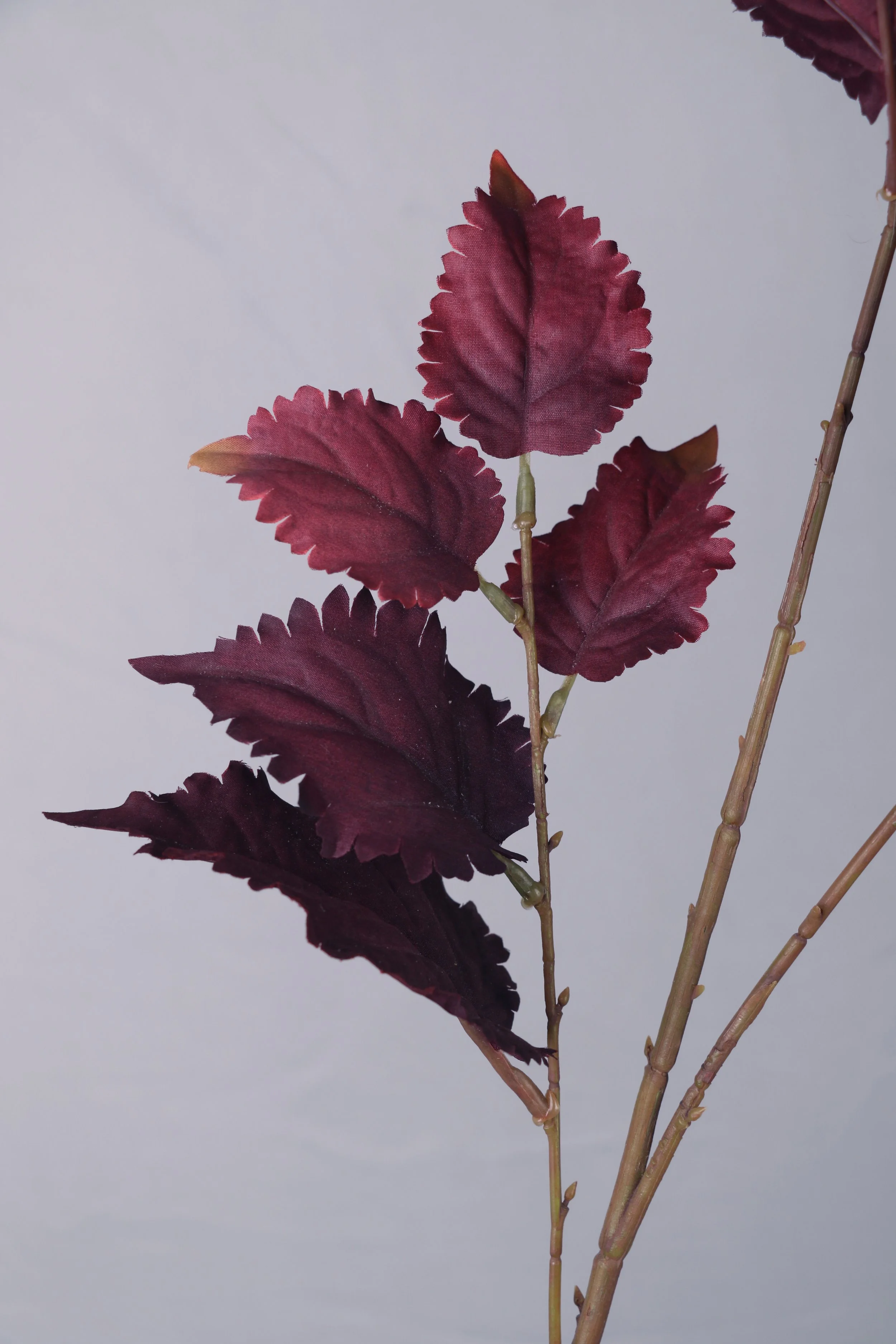 Red Foliage Branch