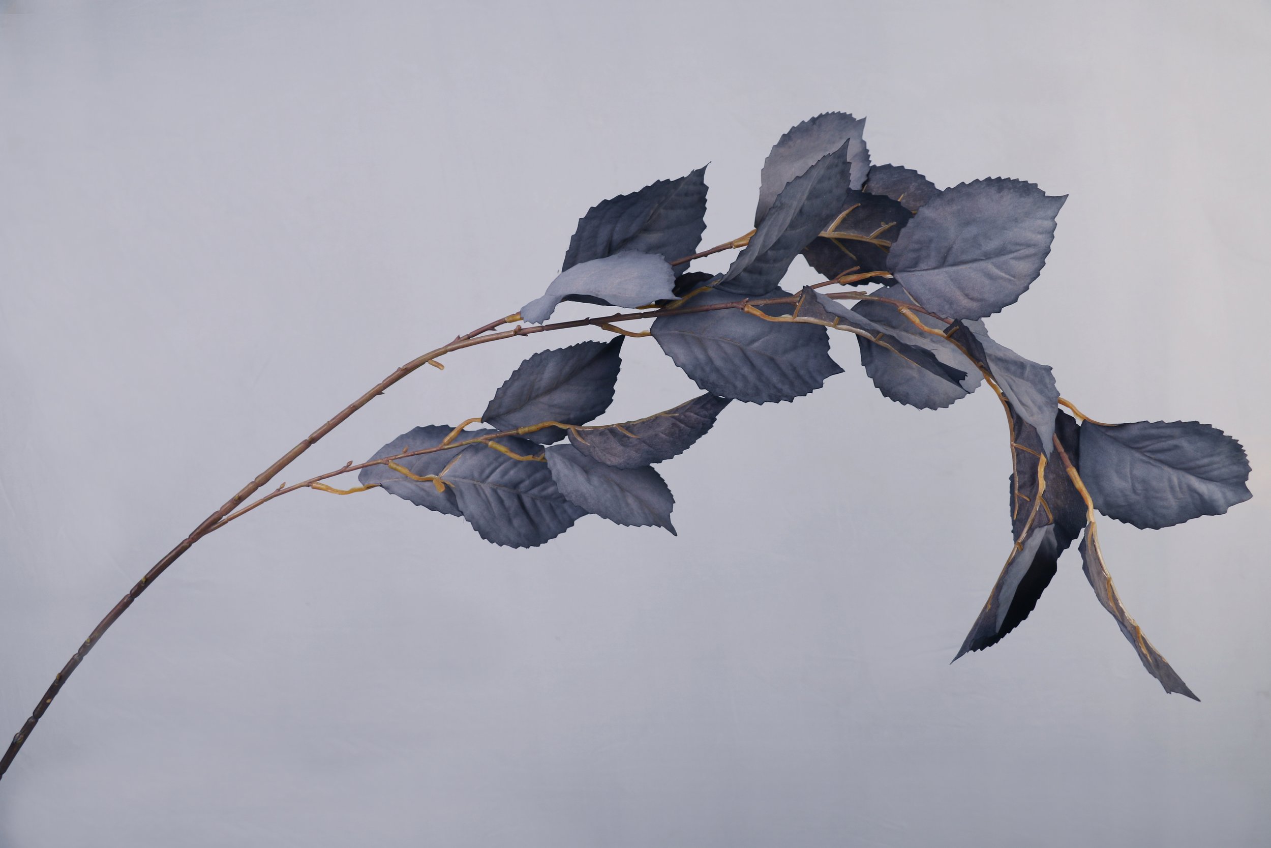 Grey-Blue Foliage Stem