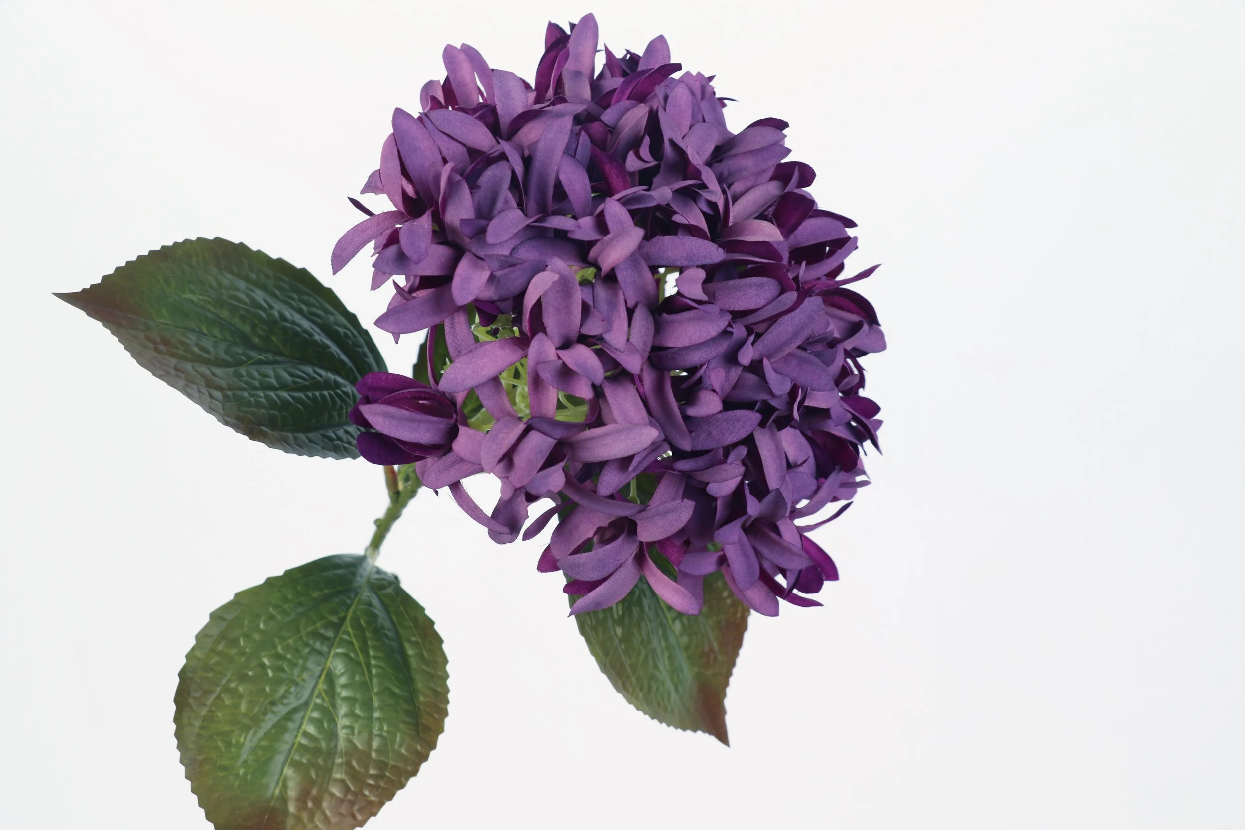 Midnight Violet Hydrangea