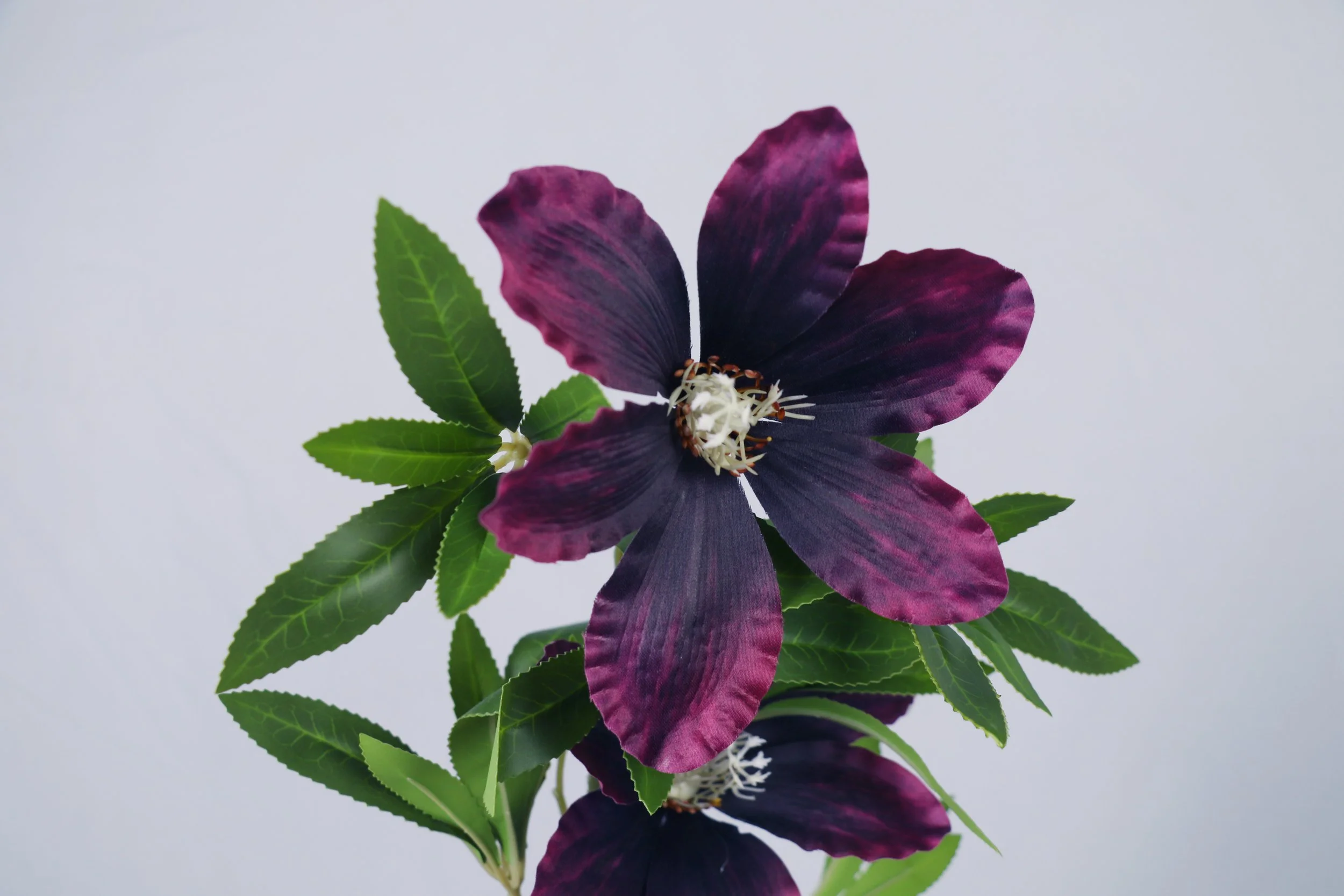 dark purple Clematis