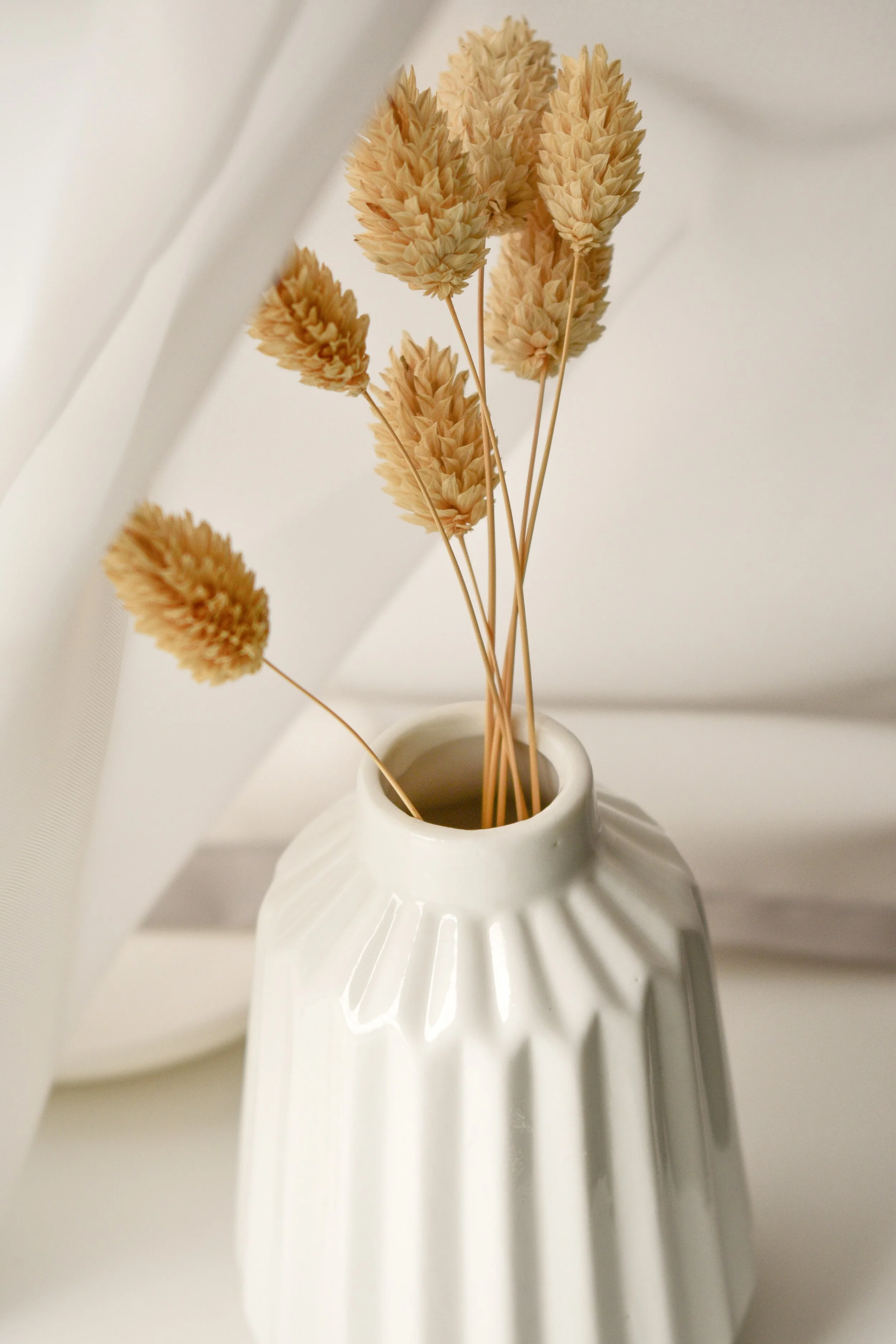 White ceramic vase with vertical ridges holding dried beige wheat stalks, positioned on a white surface against a white background.