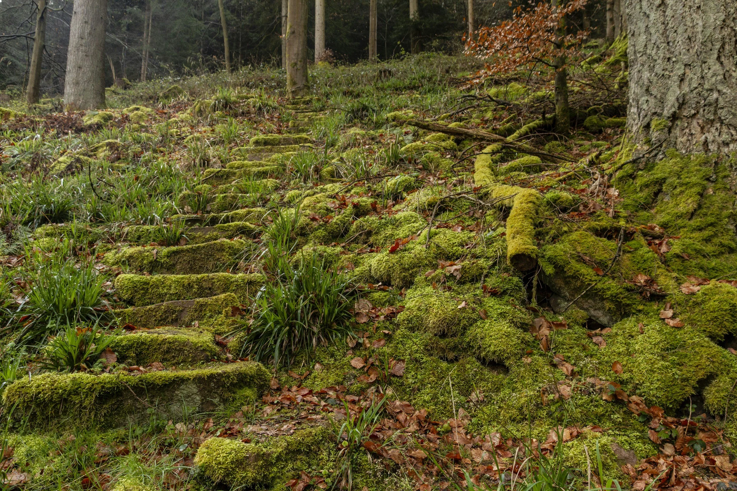 A trail with moss-covered stone steps surrounded by dense forest with trees and fallen leaves.