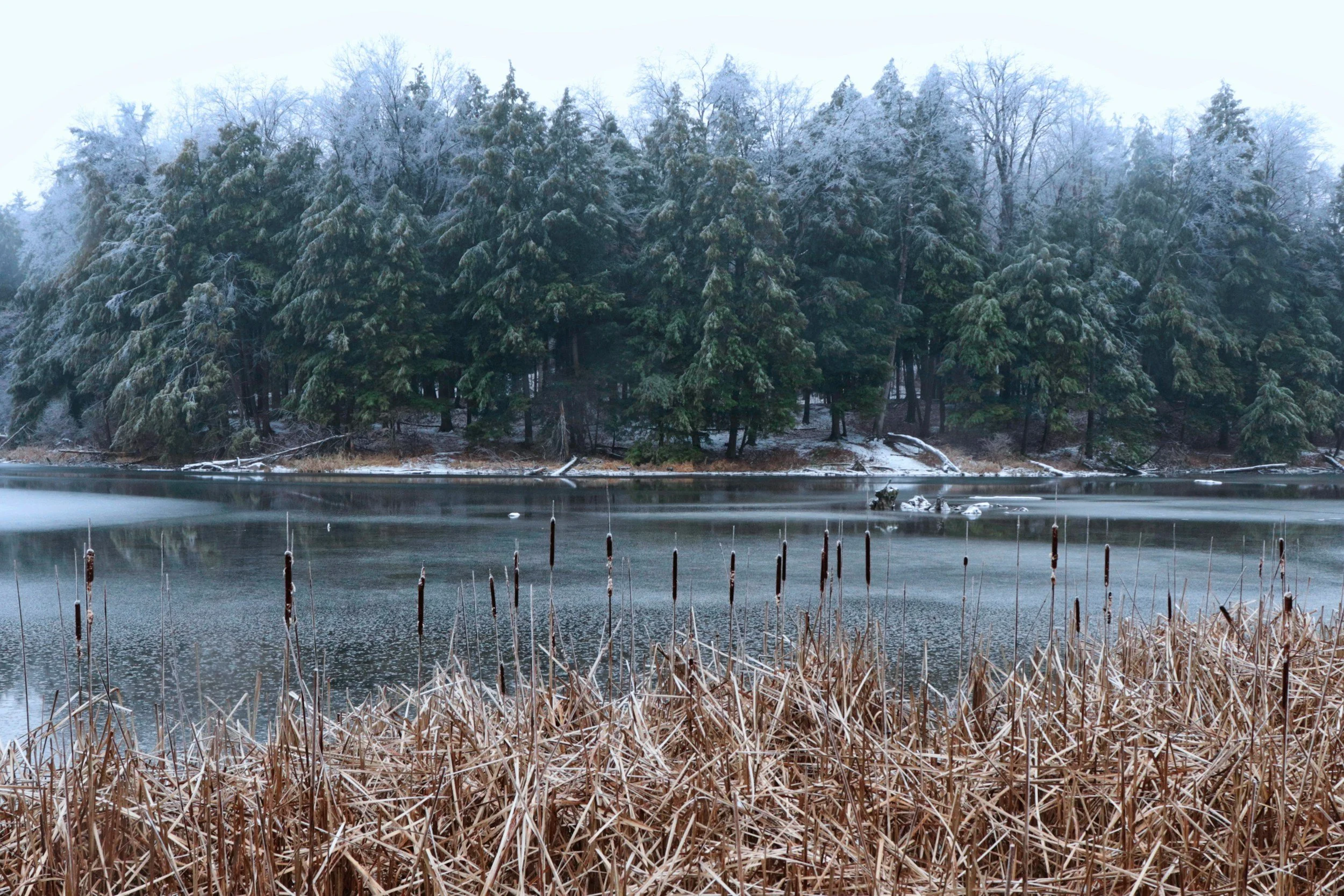 A body of water with dried reeds in the foreground, a forest of evergreen trees with snow-covered branches in the background, and a cloudy sky.