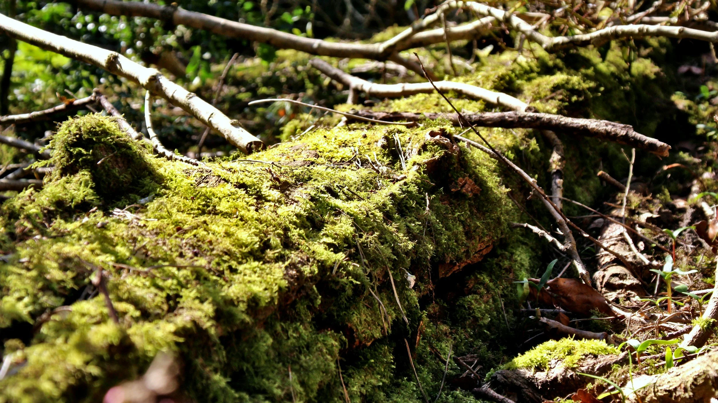 Close-up of moss-covered fallen log and twigs in a forest setting