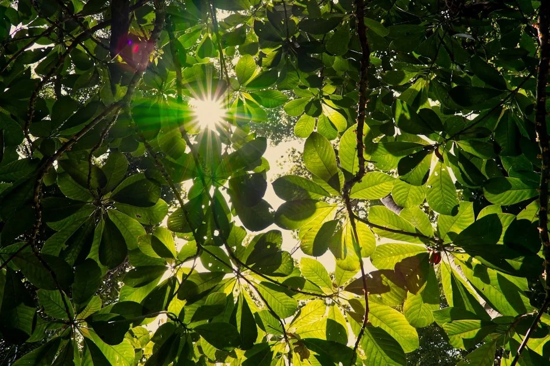Sunlight shining through green leaves of trees.