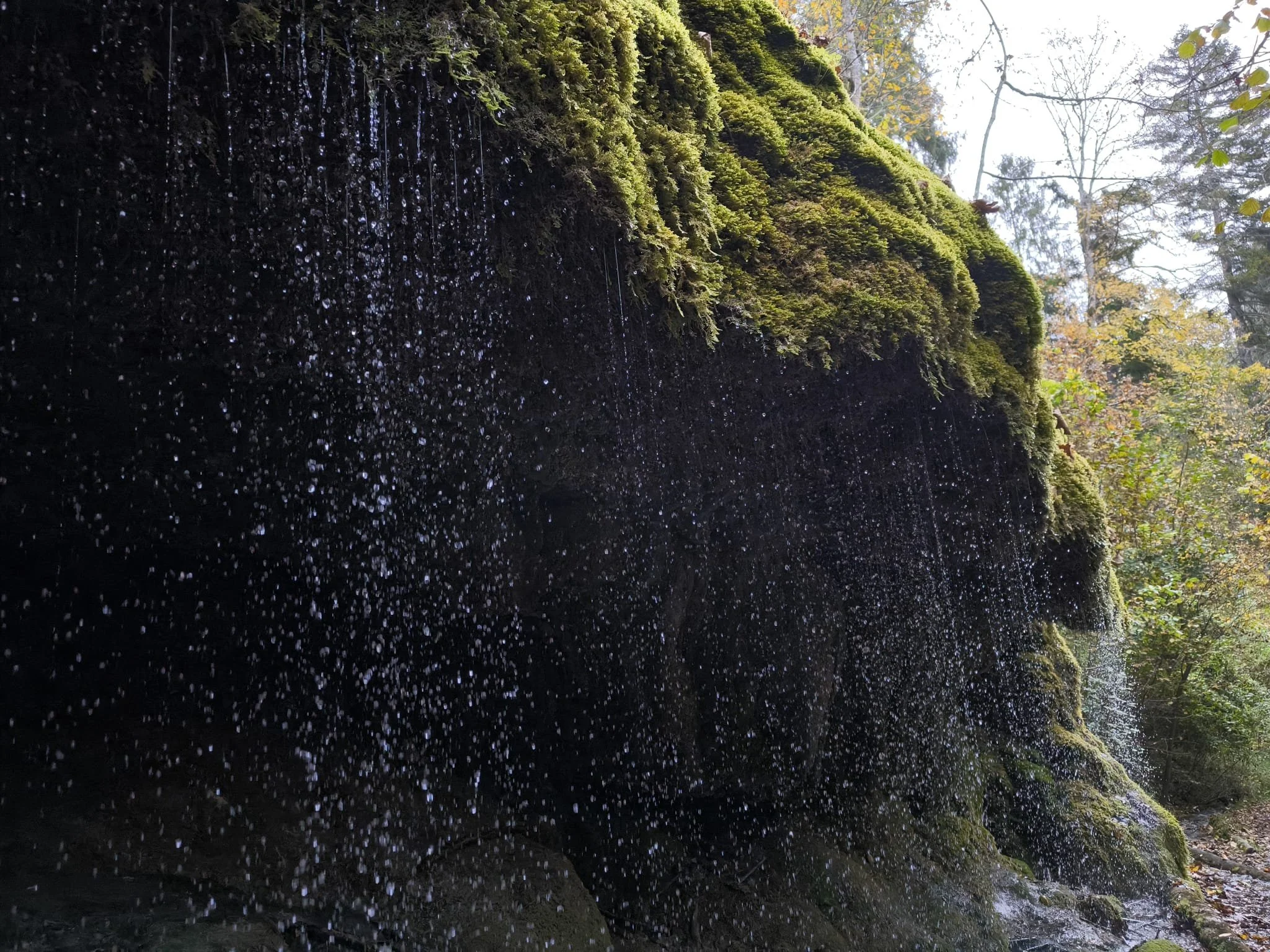 Ein moosbedeckter Baumstamm im Wald, Wasser tropft daran herab, mit Bäumen und Blättern im Hintergrund, sonniges Wetter