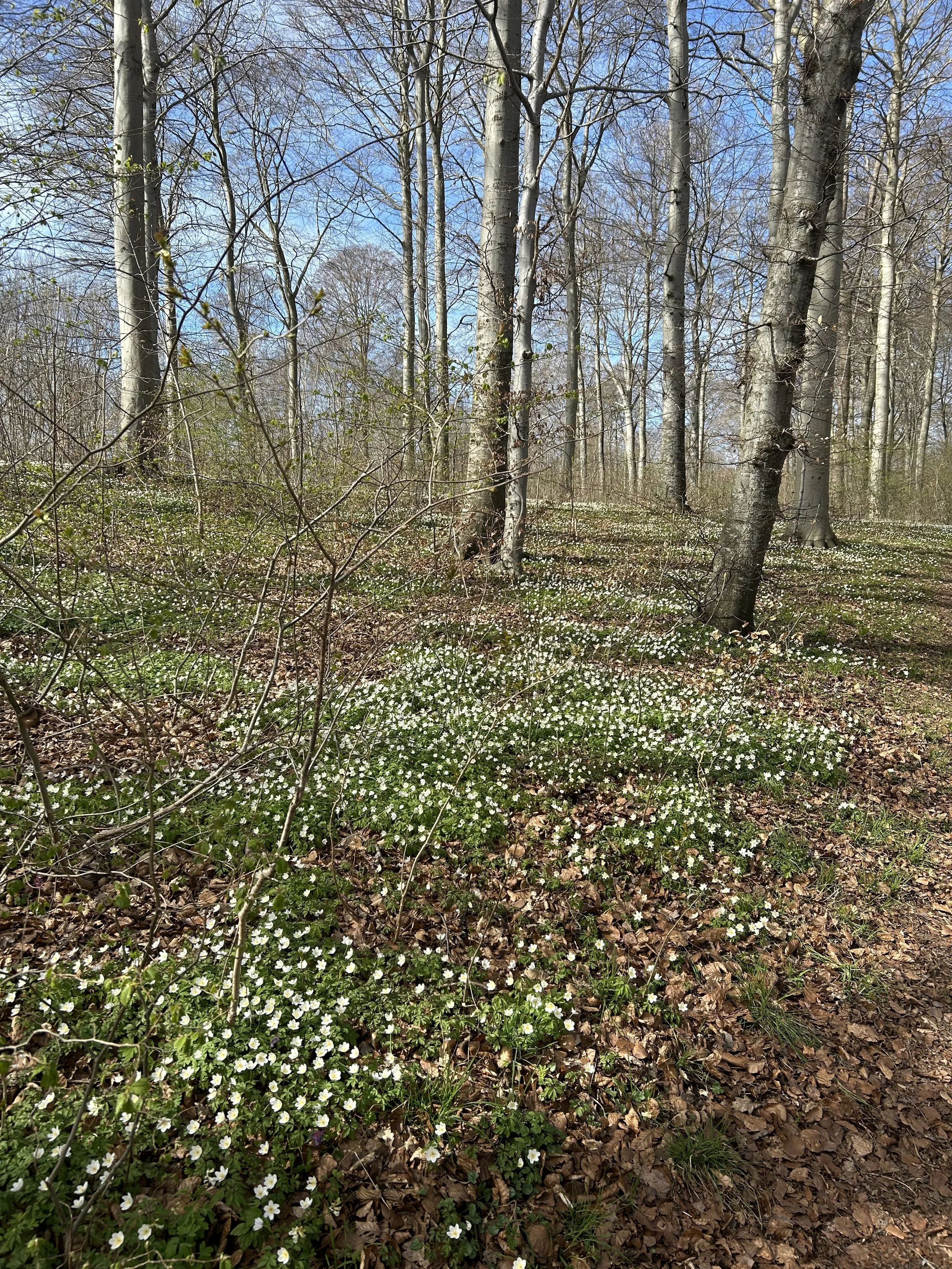 IMG_5395.jpeg