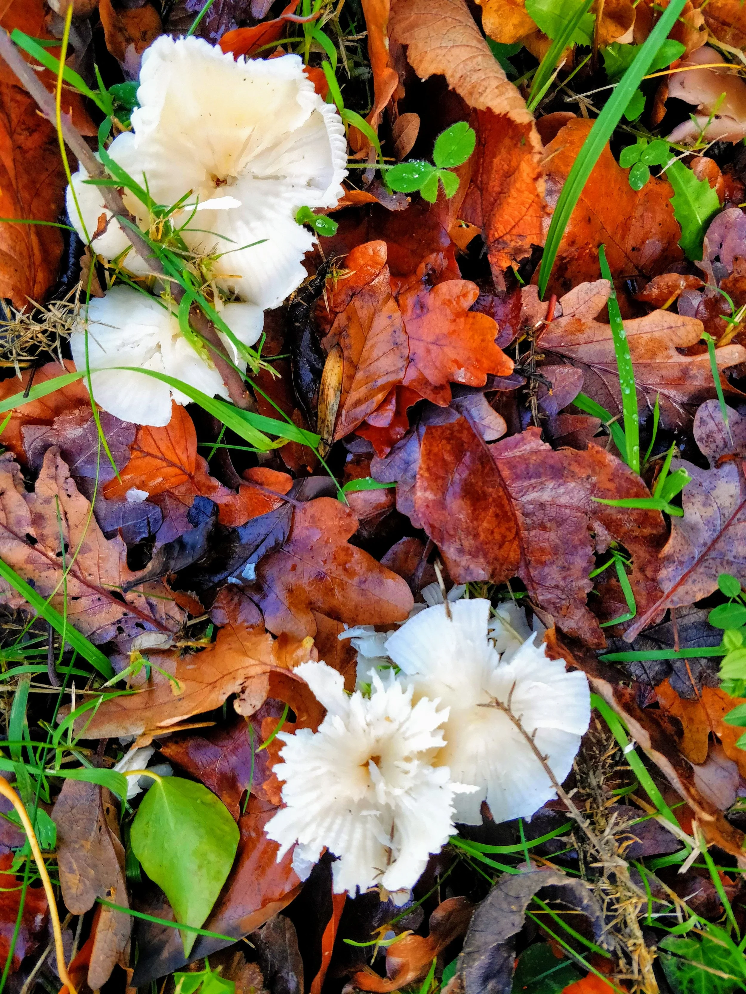 White mushrooms growing among fallen autumn leaves and green grass.