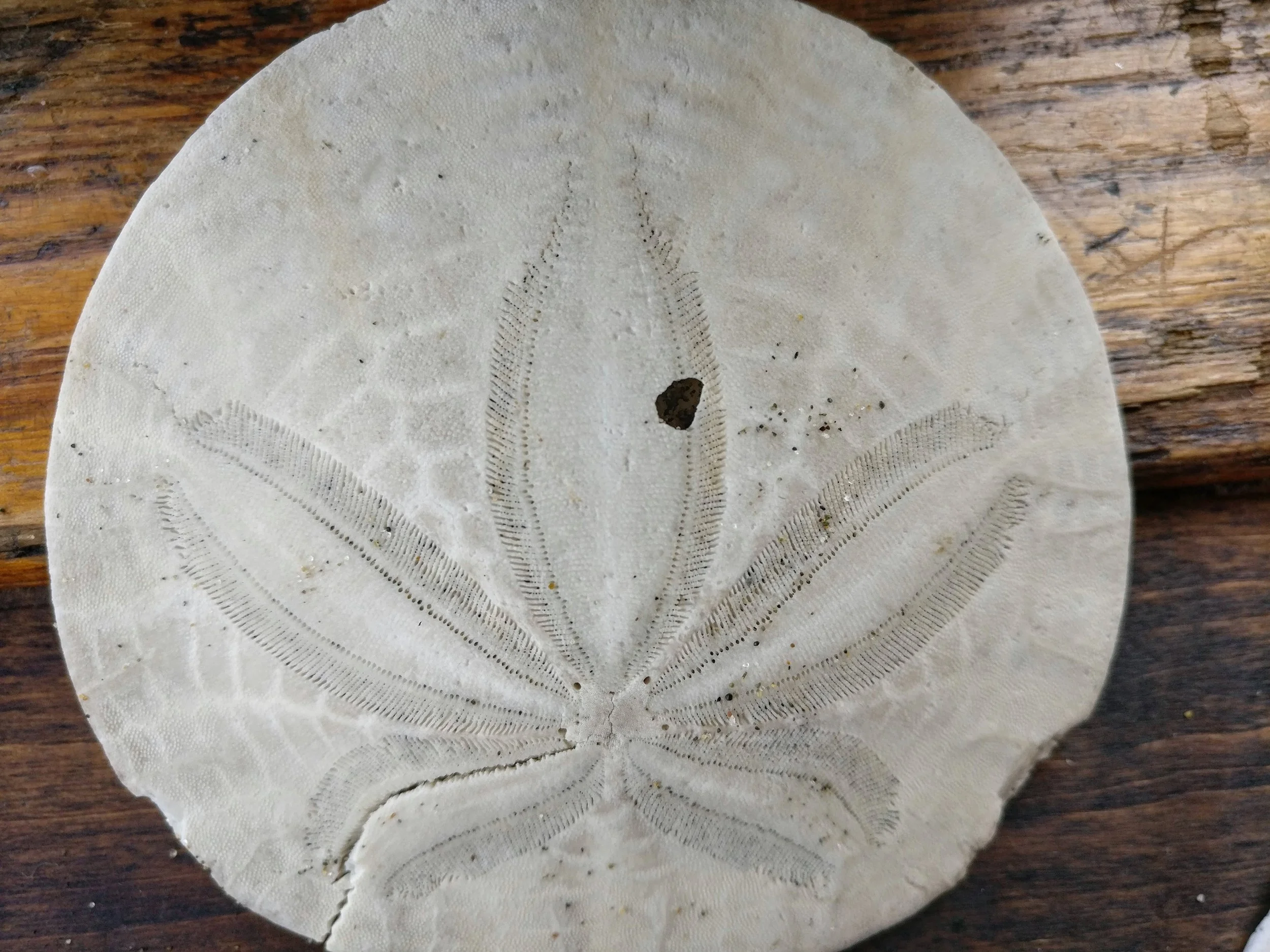 A sand-dollar shell resembling a starfish, with detailed patterns, on a wooden surface.