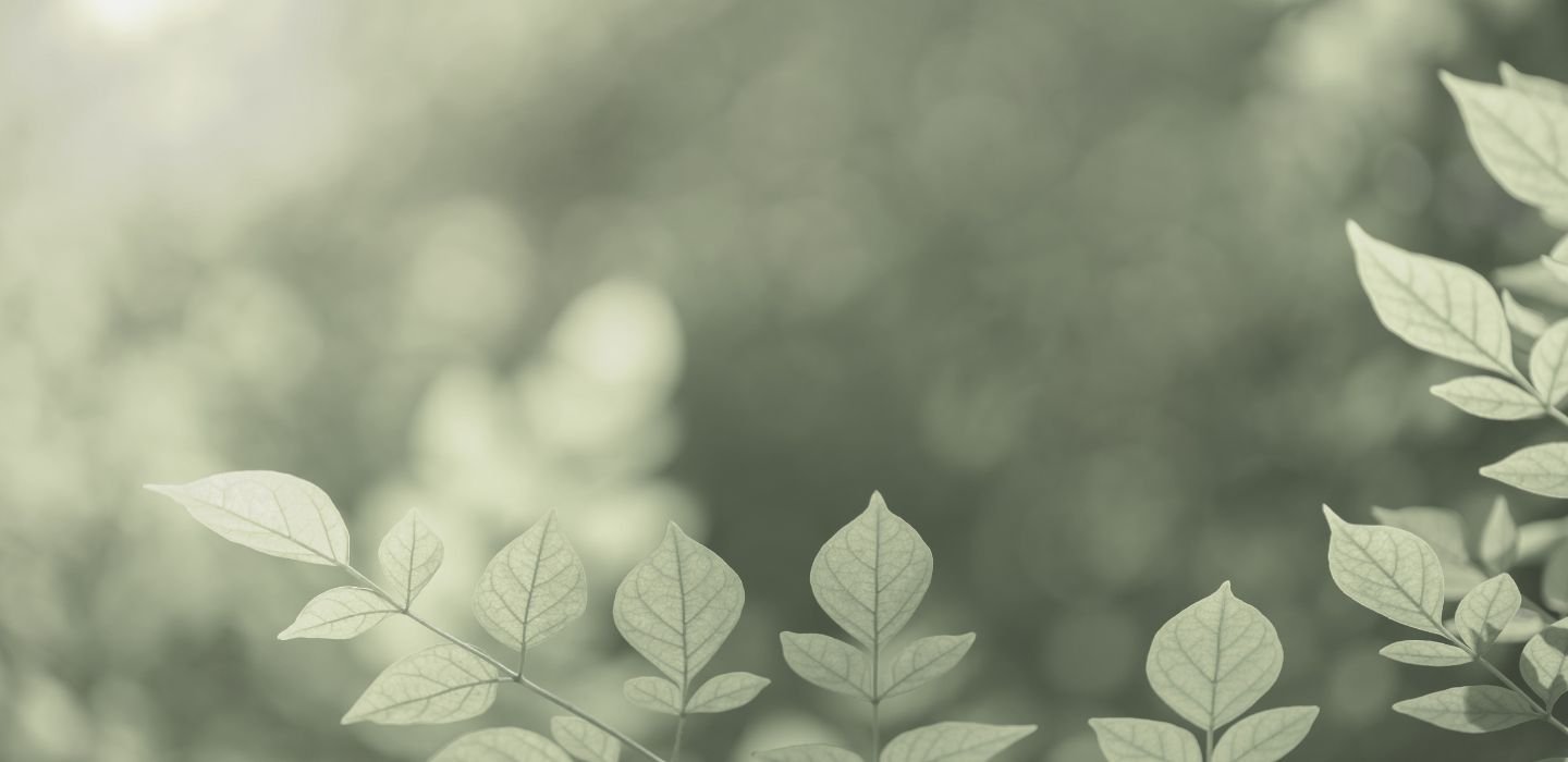 Close-up of green leaves on a branch with a blurred natural background.