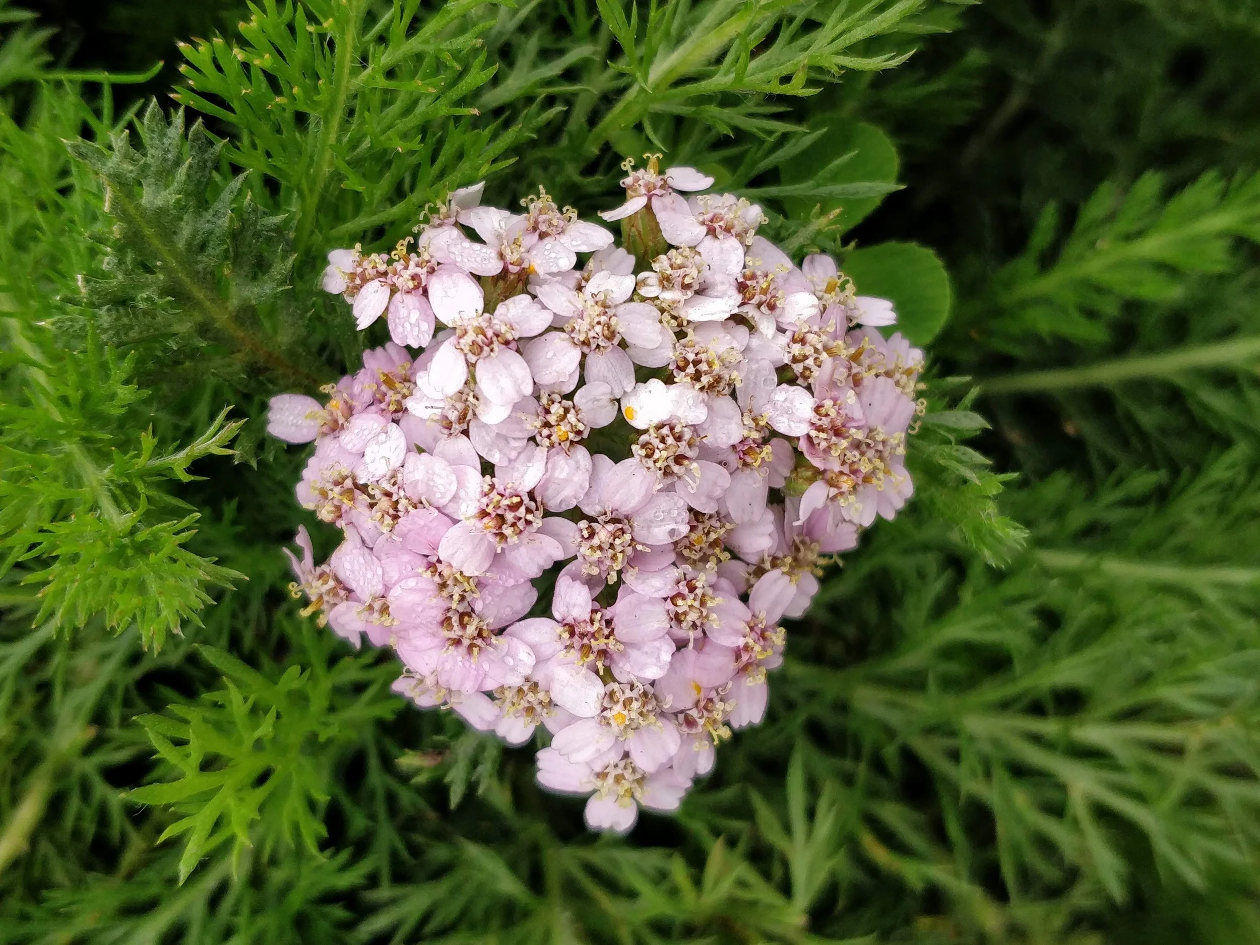 Close-up of light pink flowers with raindrops on petals, surrounded by green foliage.