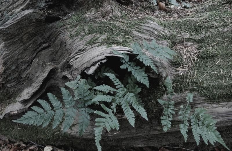 Close-up of a hollowed-out fallen tree log with ferns growing inside of it.