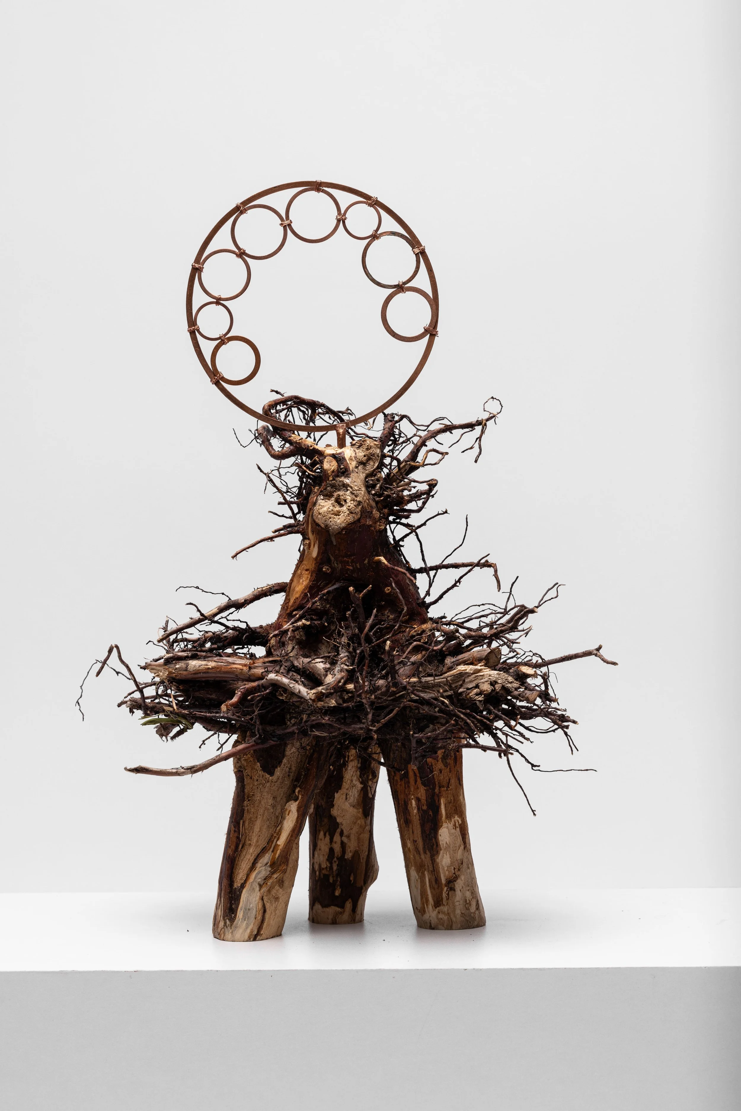 Frau 11, 2025, 51 x 35 x 22,5 cm, Tujenwurzel, Kupferblech