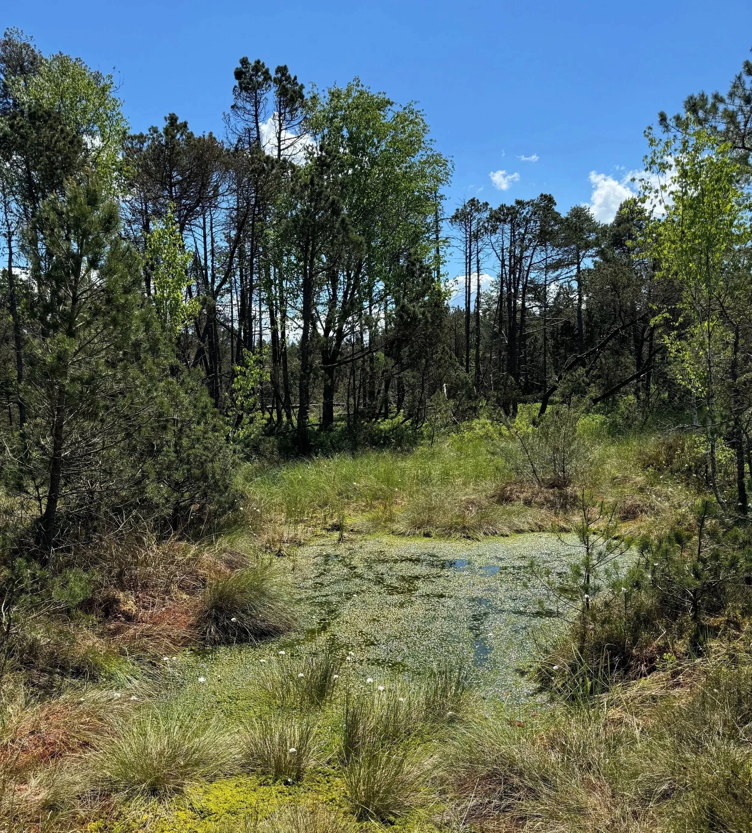 Moor. Gut Unterholz. Bötticher. Starnberger See. Bayern.