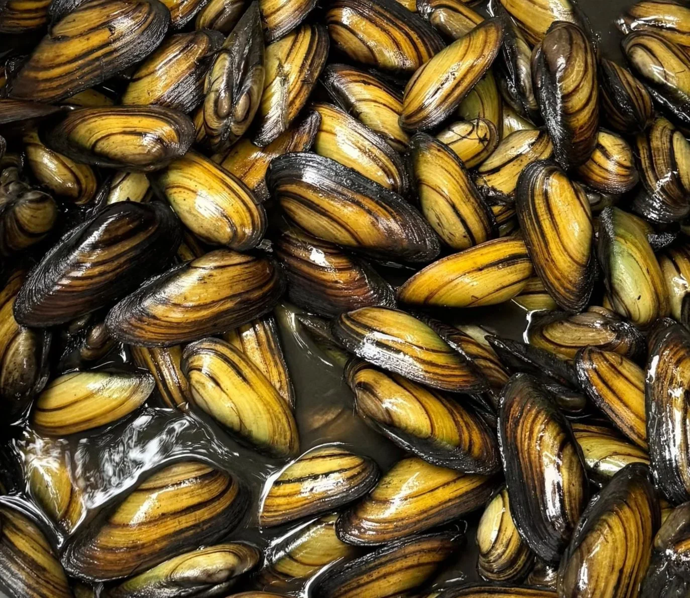 Kartierung, Monitoring, Verbringung.. Artenschutzmaßnahmen. Muscheln. München. Bayern.