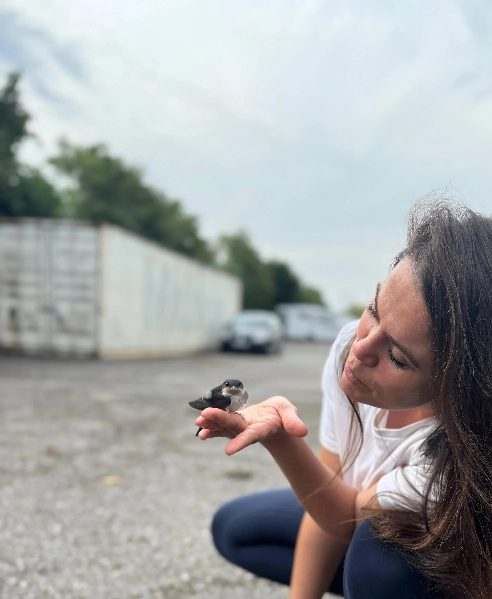 Vogel und Fledermaus. Habitatanalyse und Strukturkartierung. 