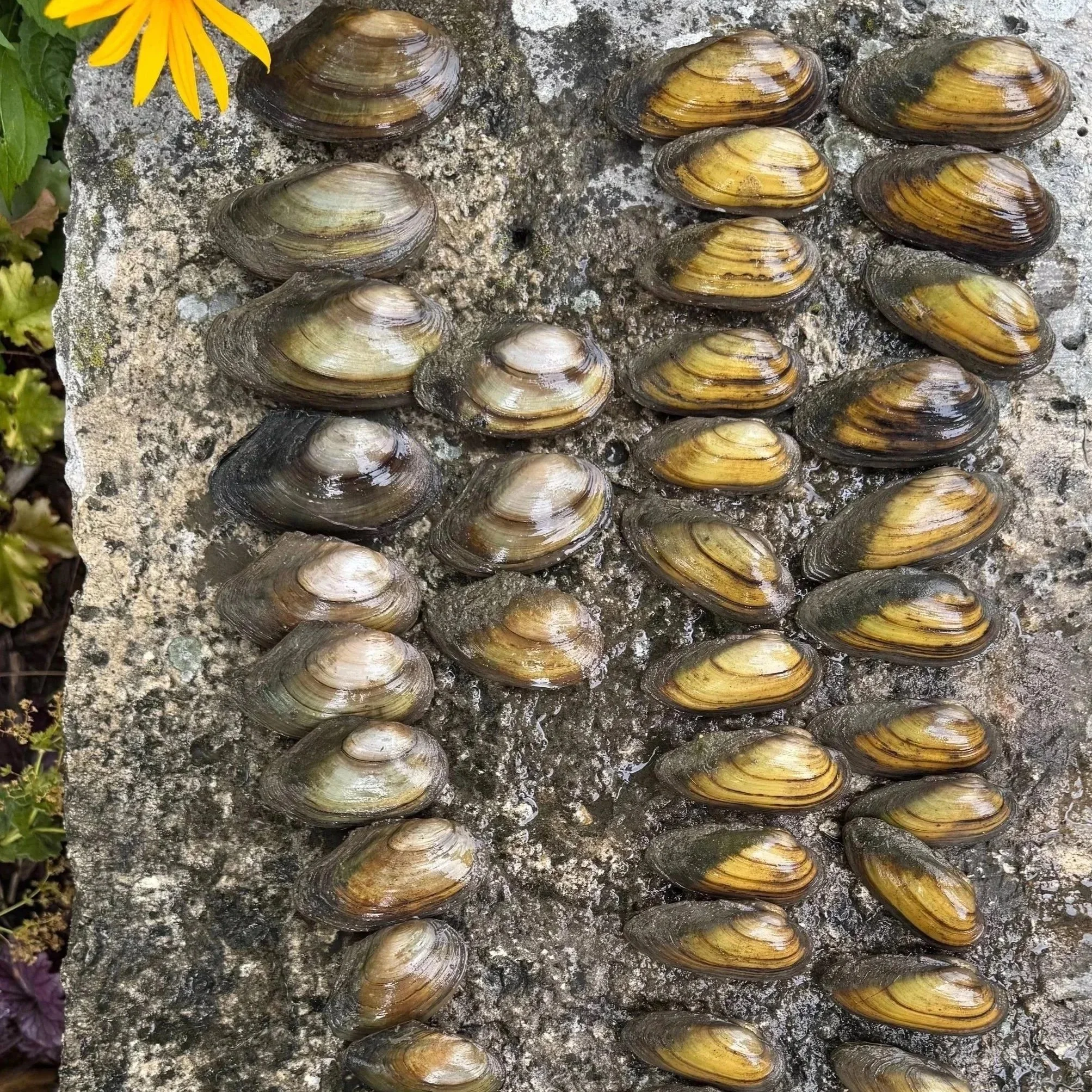 Makrophyten-/Muschel-Kartierungen & Probenahmen von  Makrozoobenthos. München. Bayern.