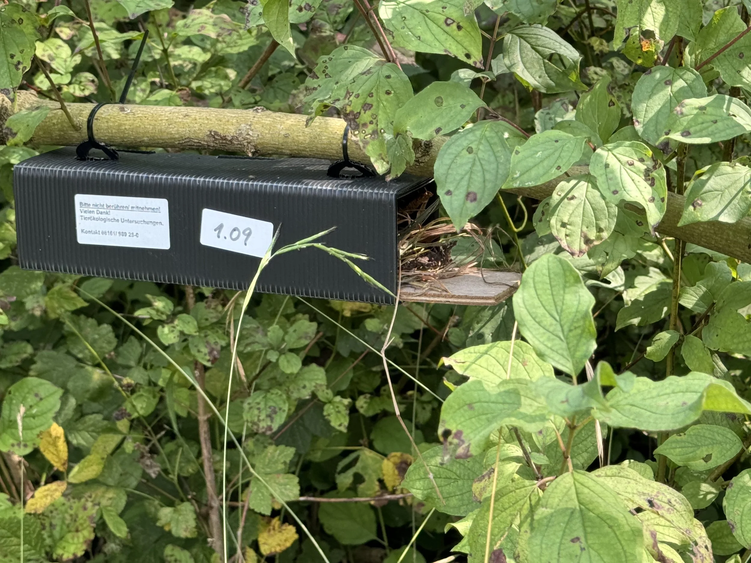 Haselmaus. Haselmäuse. Kartierung,  Monitoring und Verbringung.
