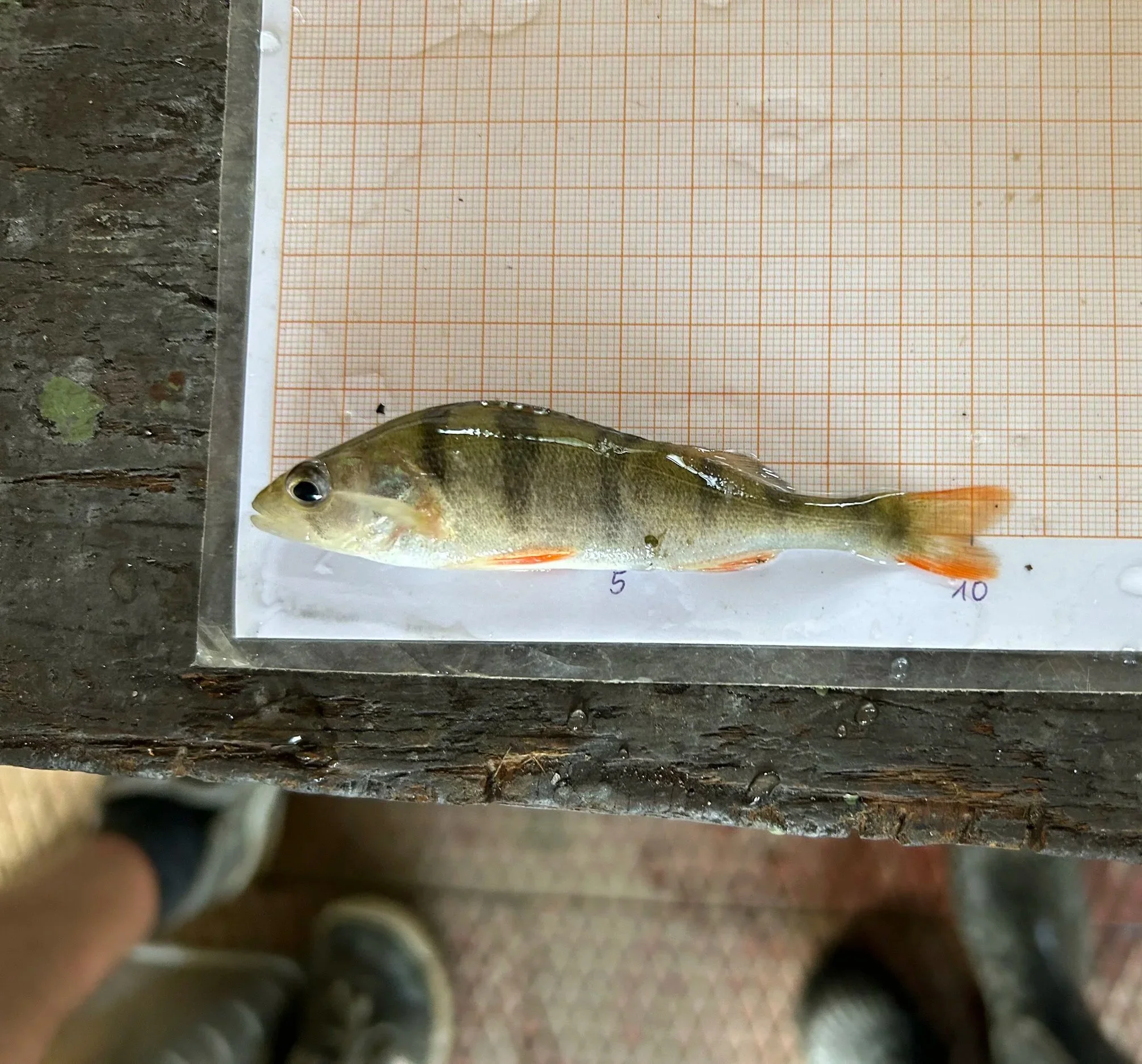 Fischmonitoring an Siebbändern. Bauwerküberwachung Wasserkraftanlagen. München. Bayern.