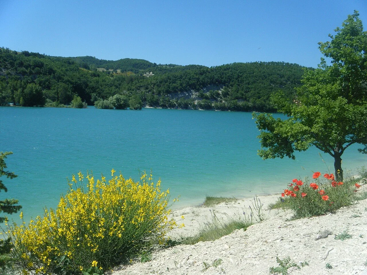 Turquoise water at Lago di Fiastra, with flowering shrubs on the pale shoreline and wooded hills beyond