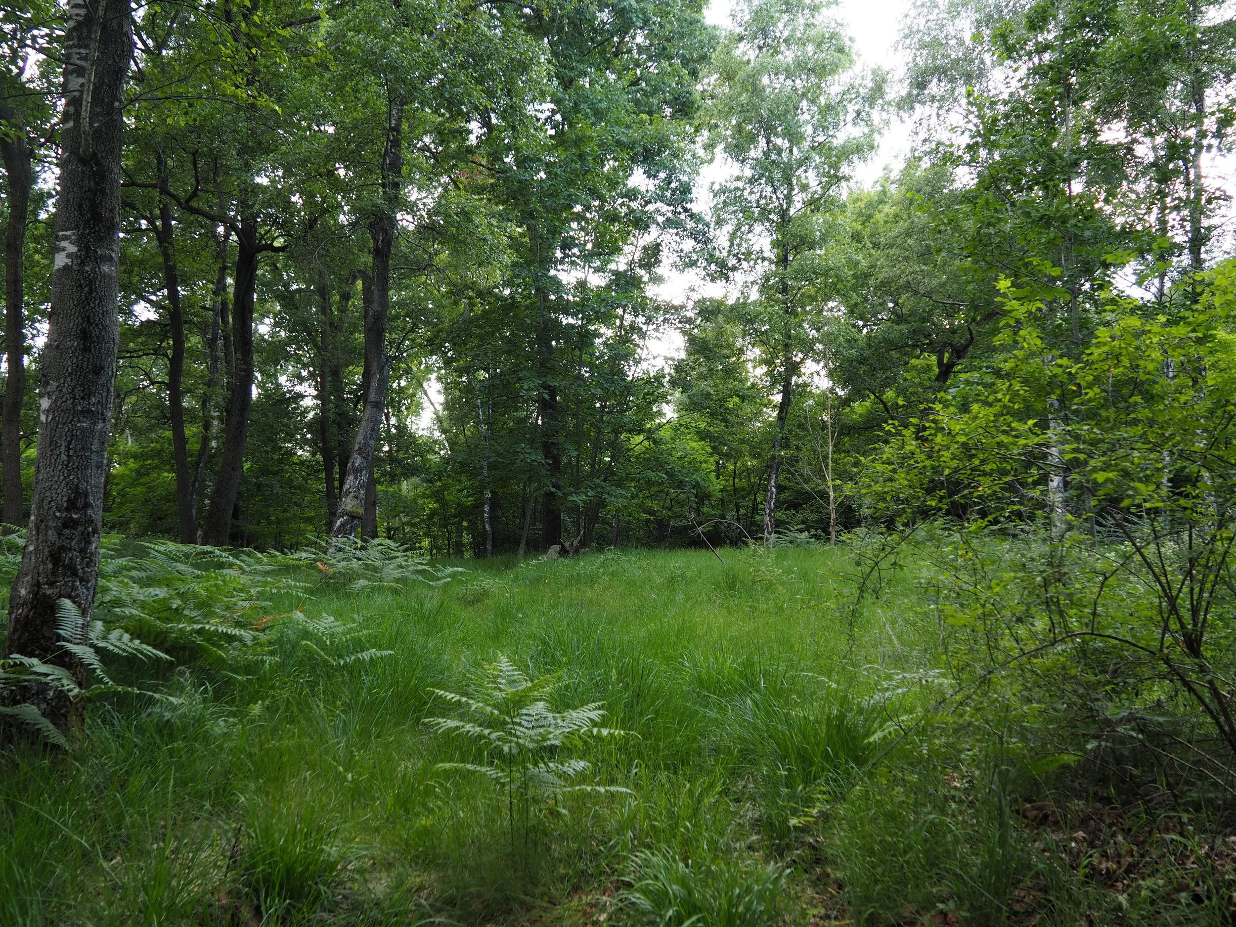Grassy woodland path with ferns in the Baraggia del Piano Rosa nature reserve