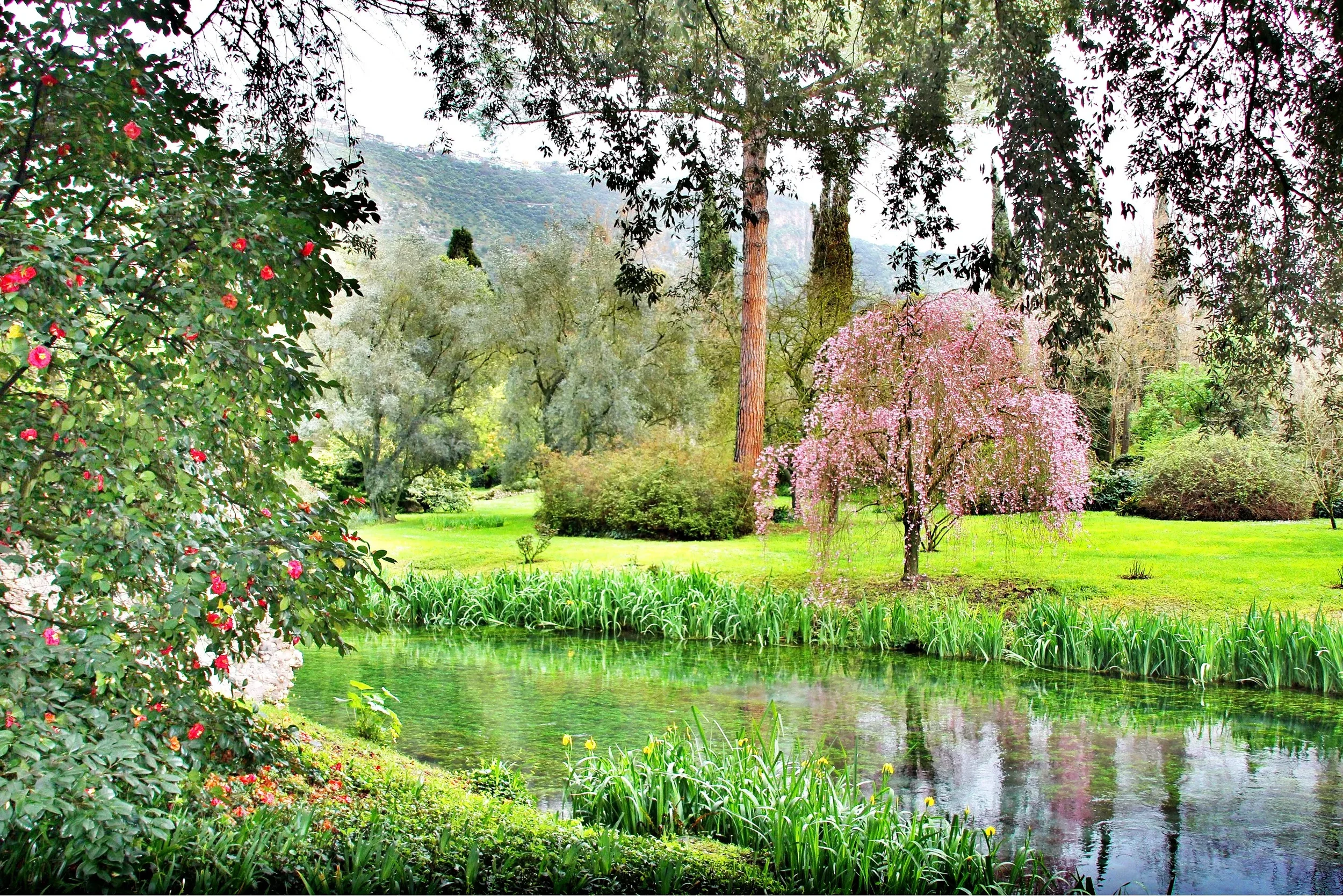 A pink flowering tree beside the clear river in Giardino di Ninfa, surrounded by lawns and tall trees.