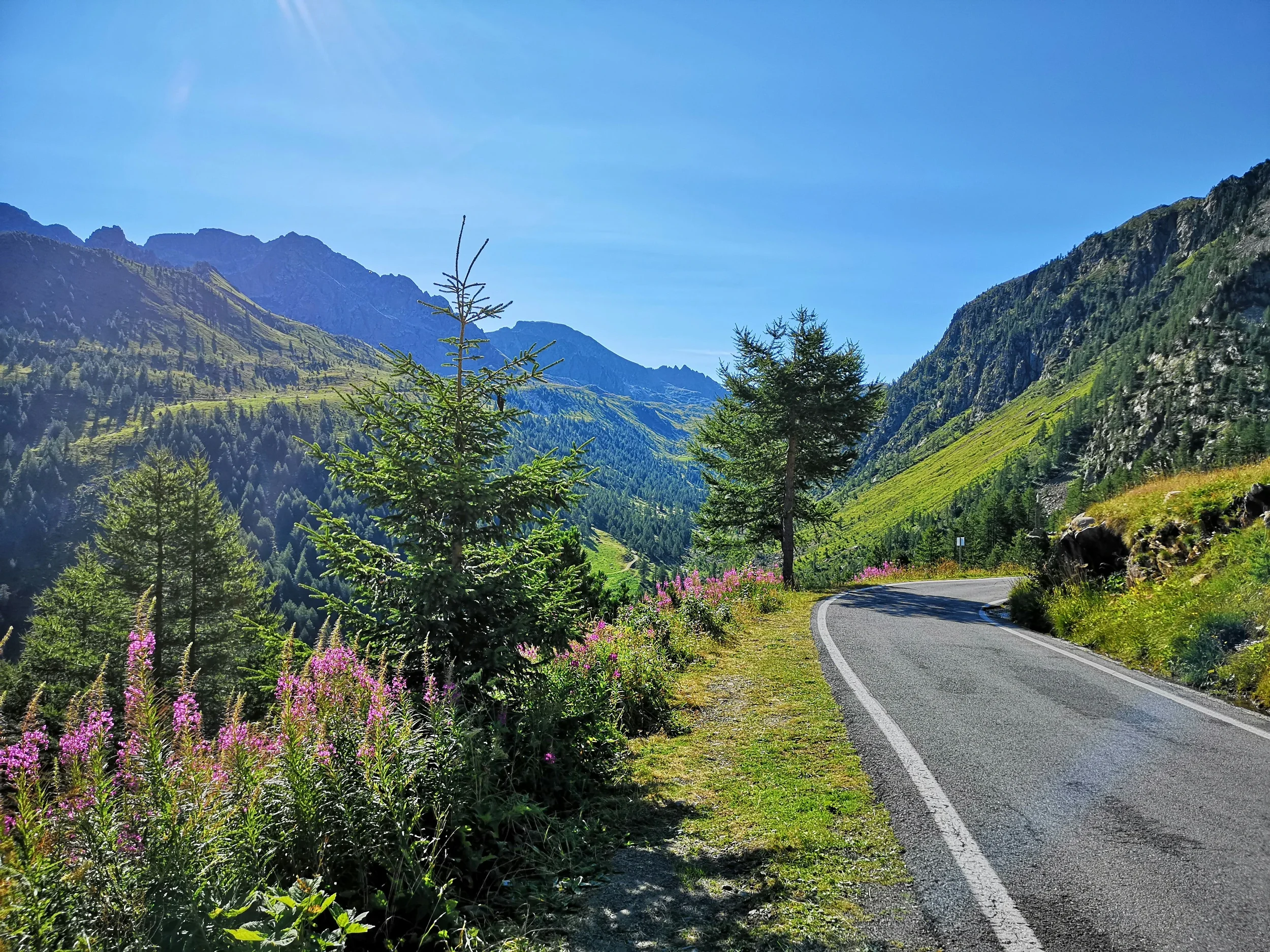 Winding mountain road through a green Alpine valley, lined with larch trees and pink wildflowers.