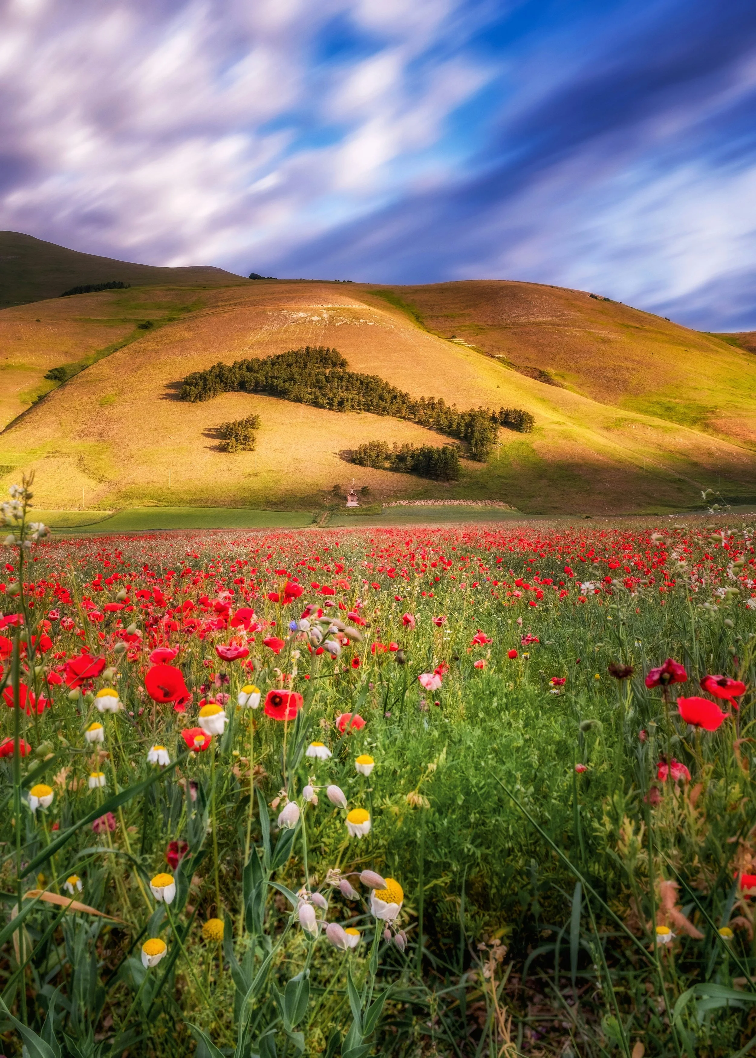 Poppies and white wildflowers on the Pian Grande below the Italy-shaped woodland near Castelluccio