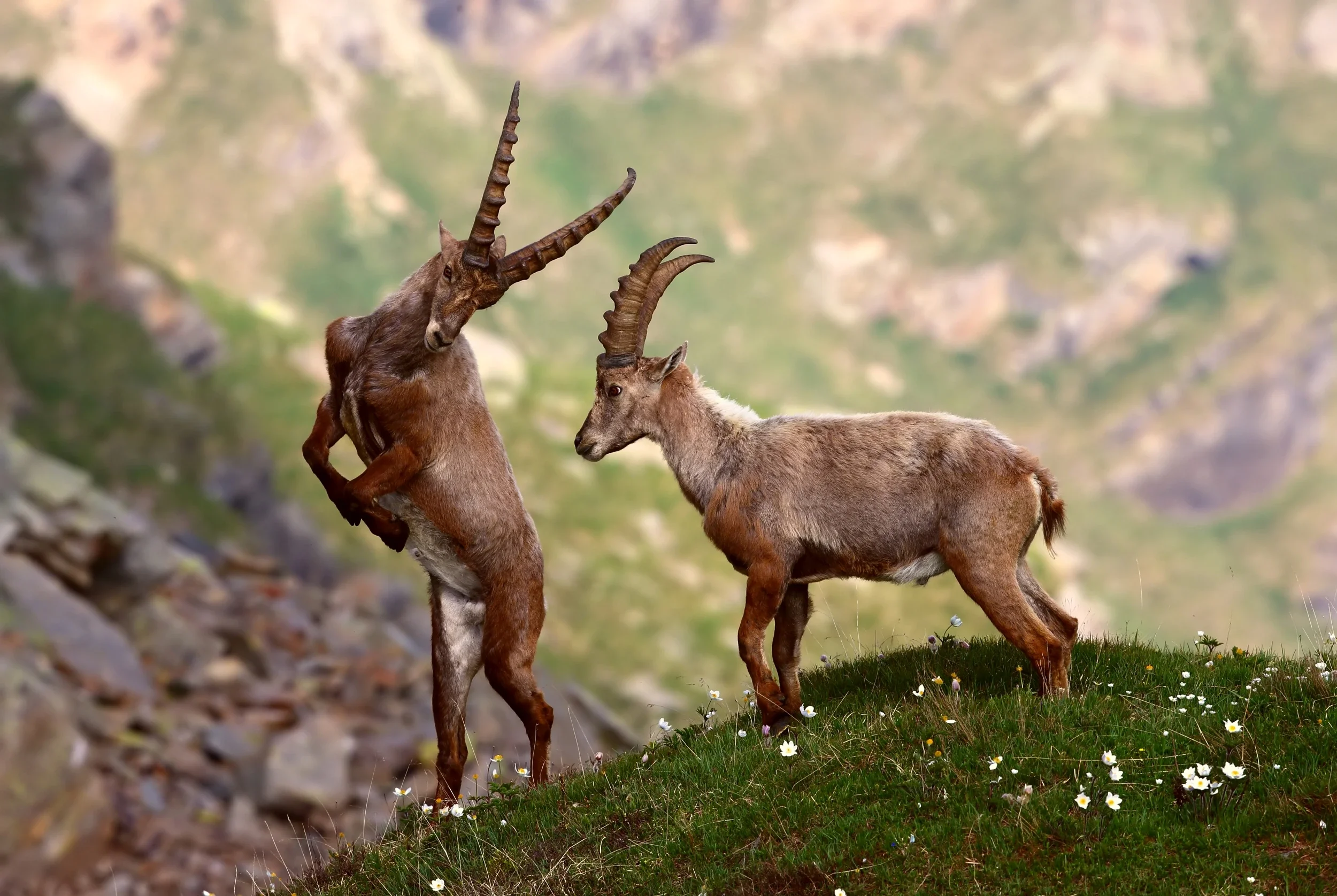 Two Alpine ibex facing one another on a grassy slope in Gran Paradiso National Park.