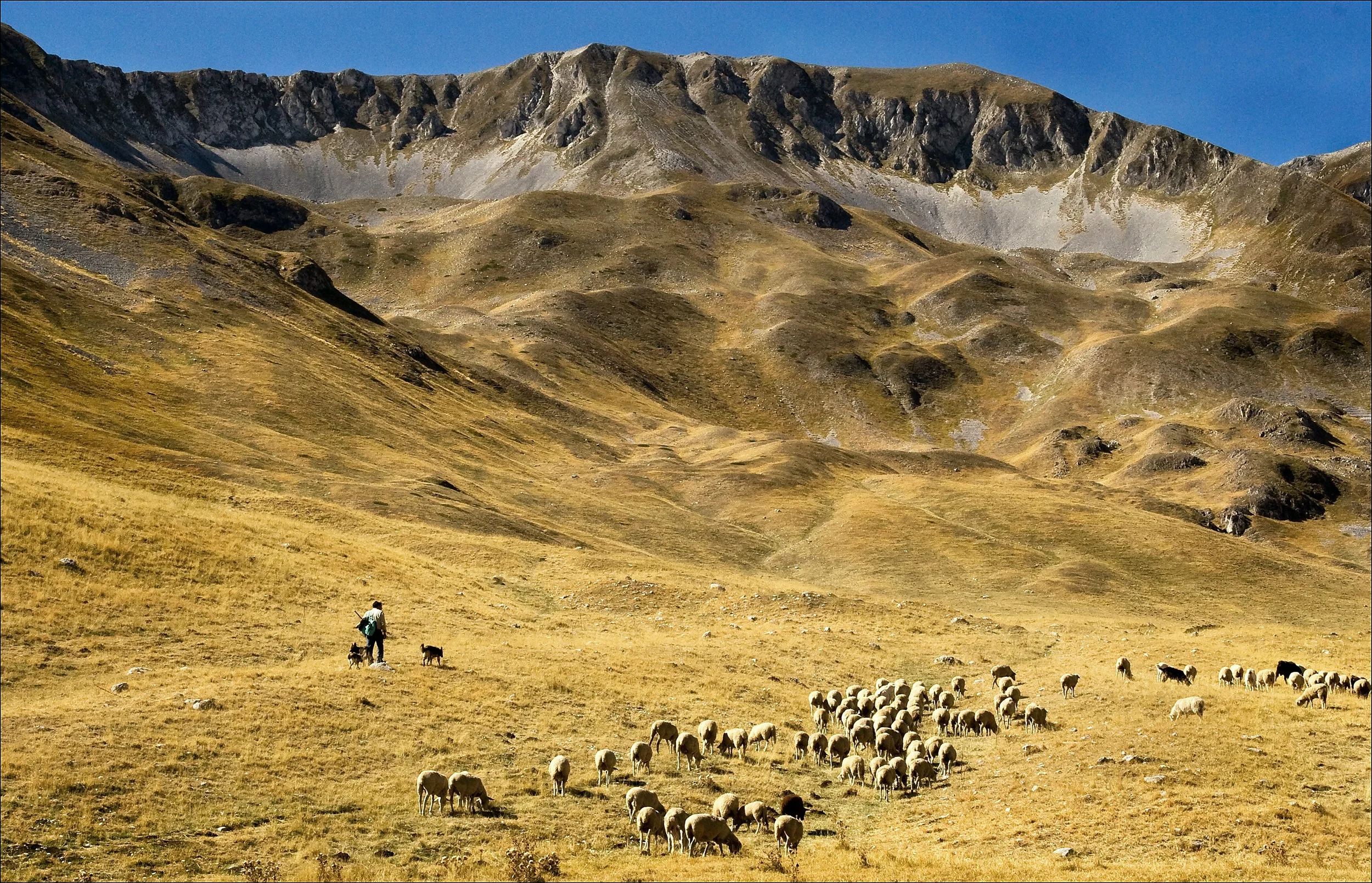 Shepherd, dogs and a flock of sheep in the Gran Sasso mountains near Pietracamela, Abruzzo.
