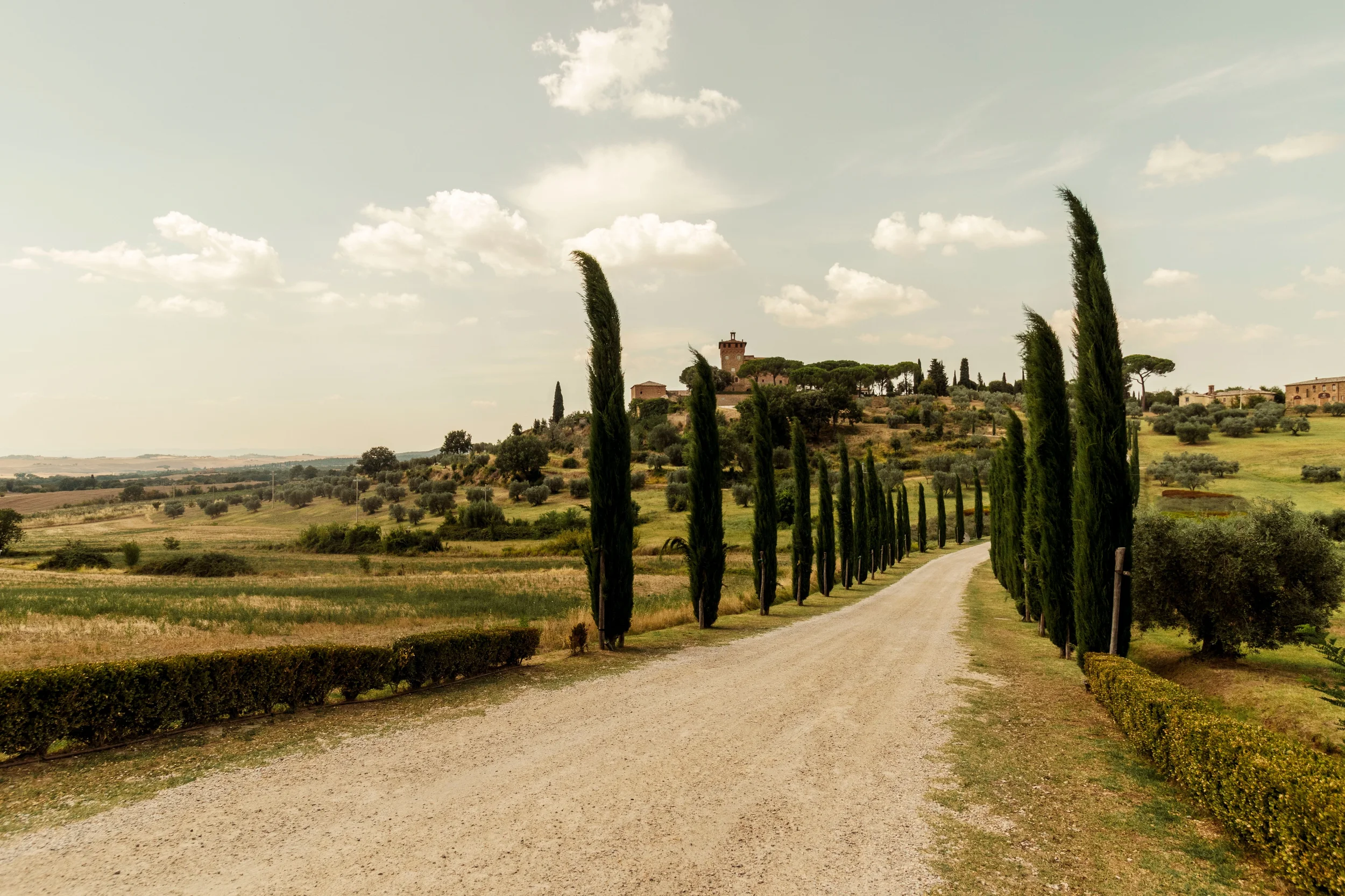 Scenic Tuscan road lined with tall cypress trees through the rolling countryside of Tuscany, Italy