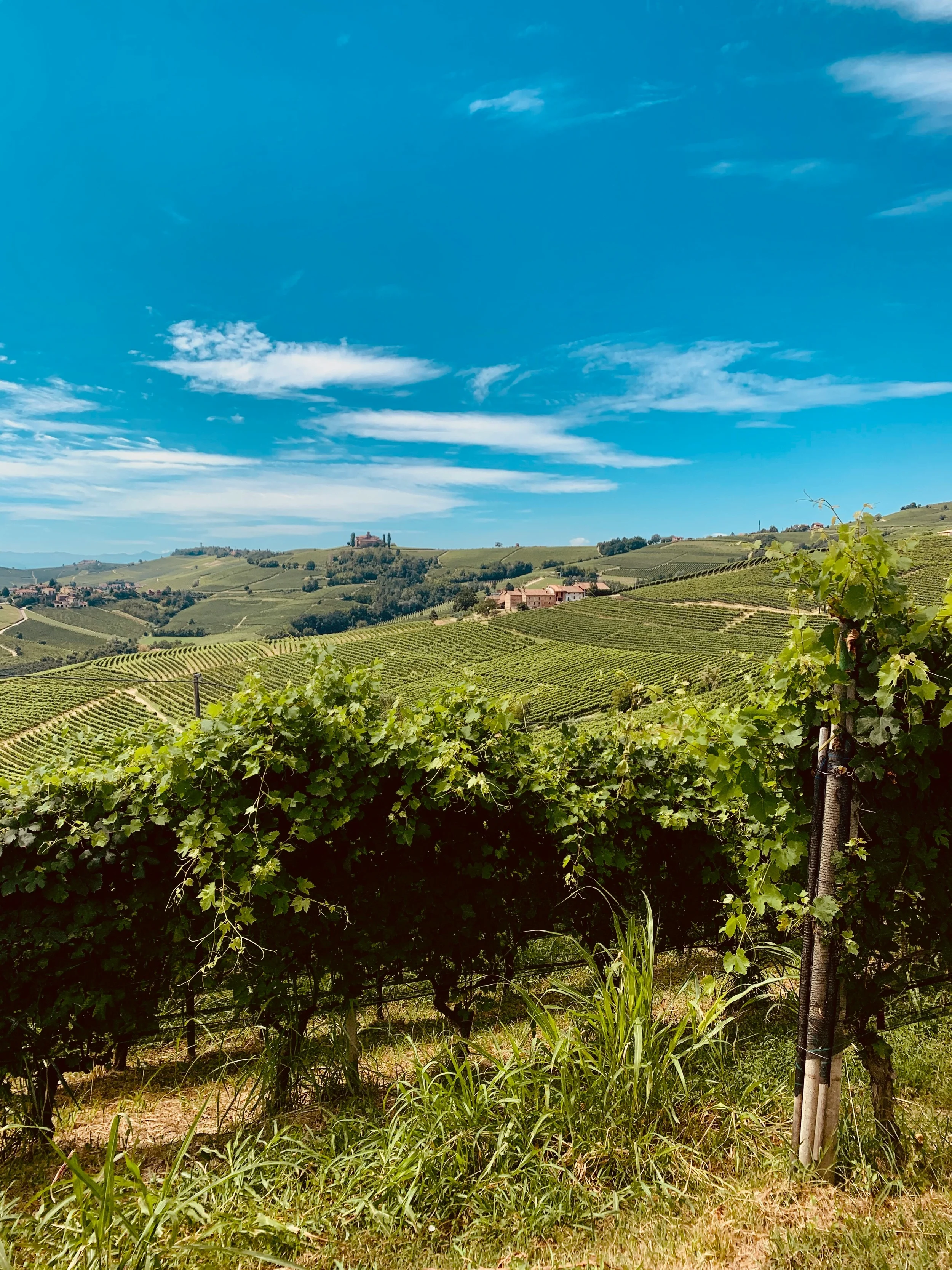 Green vineyard rows stretching across rolling hills in the Langhe wine country