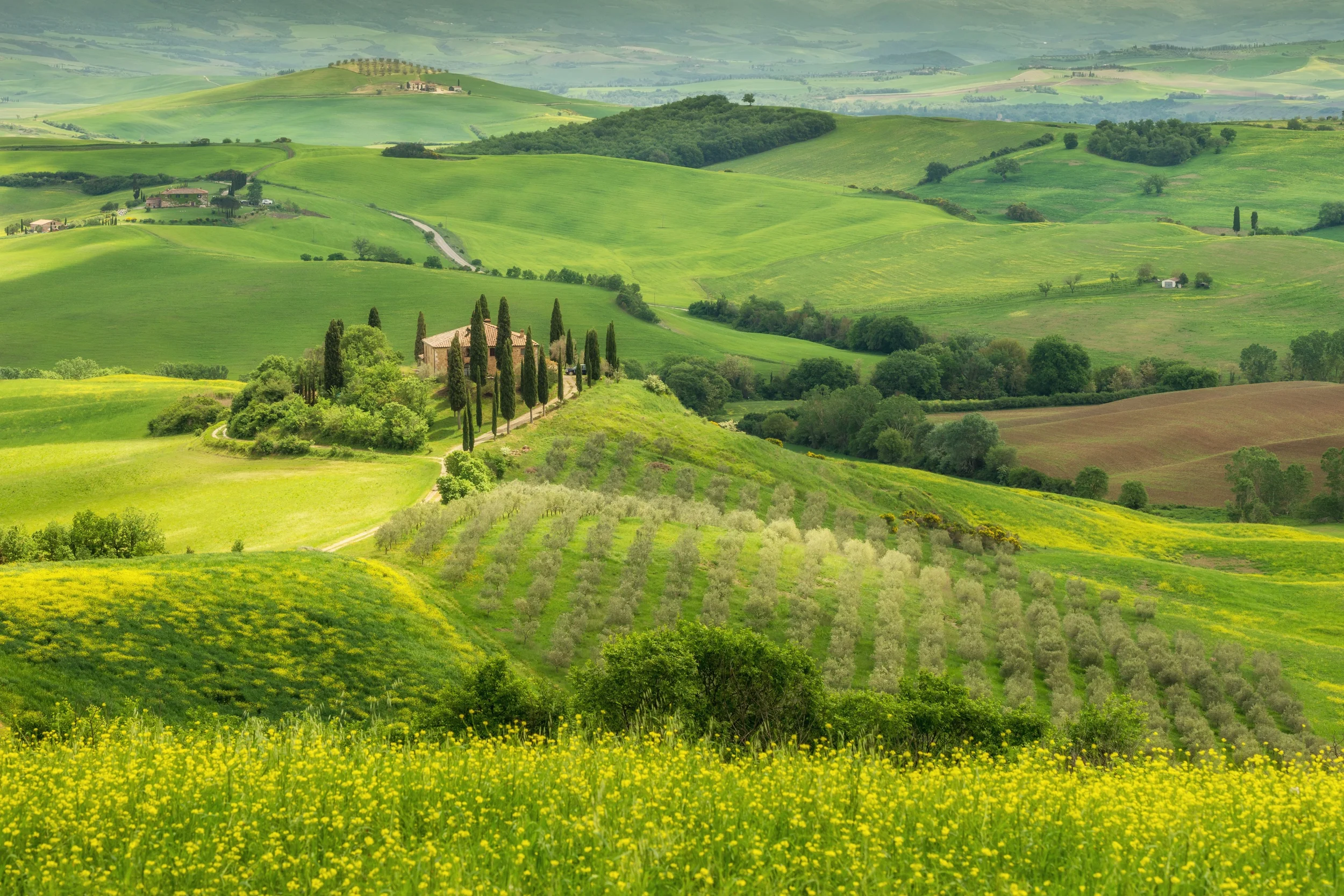 Rolling green hills, vineyards and cypress trees in the Tuscan countryside, Italy