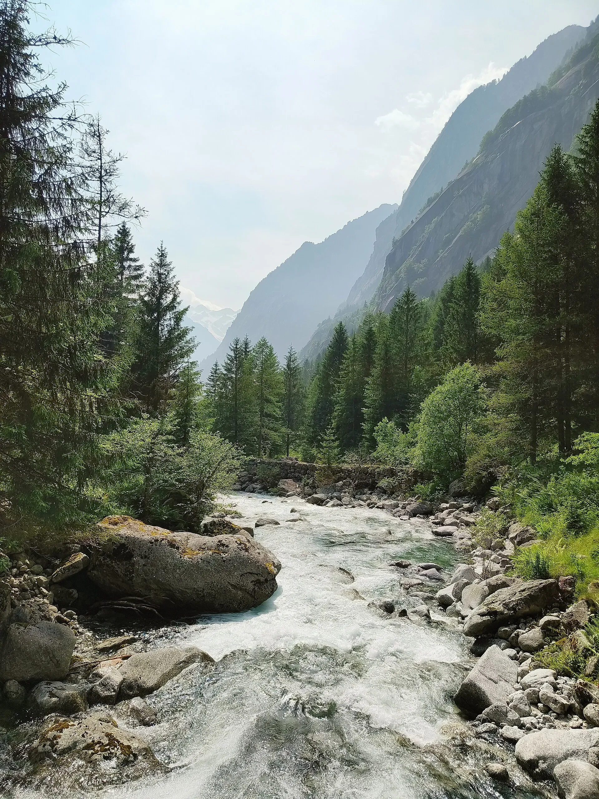 A fast-flowing mountain stream between boulders and pine trees in Val di Mello.