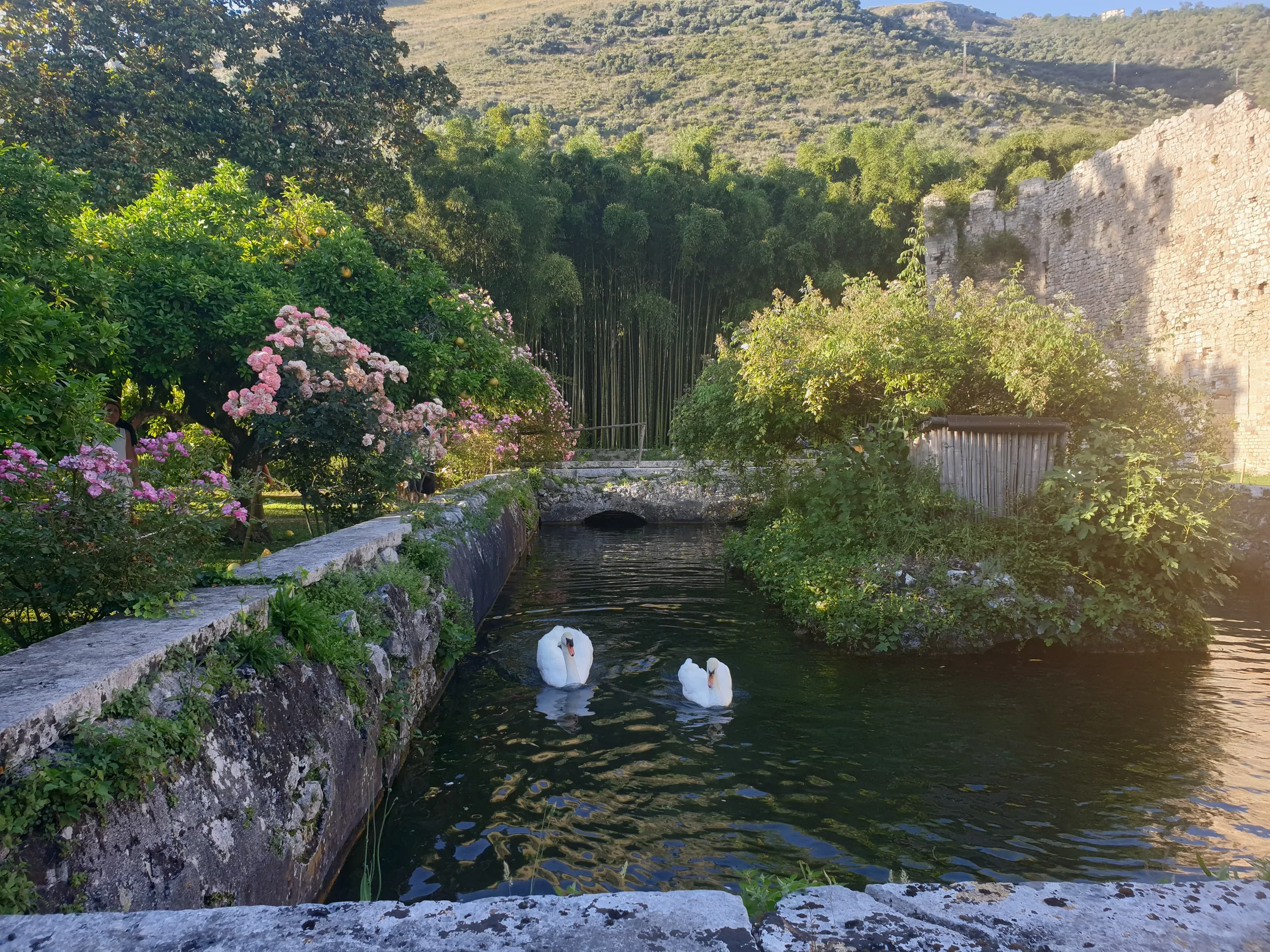 Two white swans beside flower-lined stone walls and medieval ruins in Giardino di Ninfa.