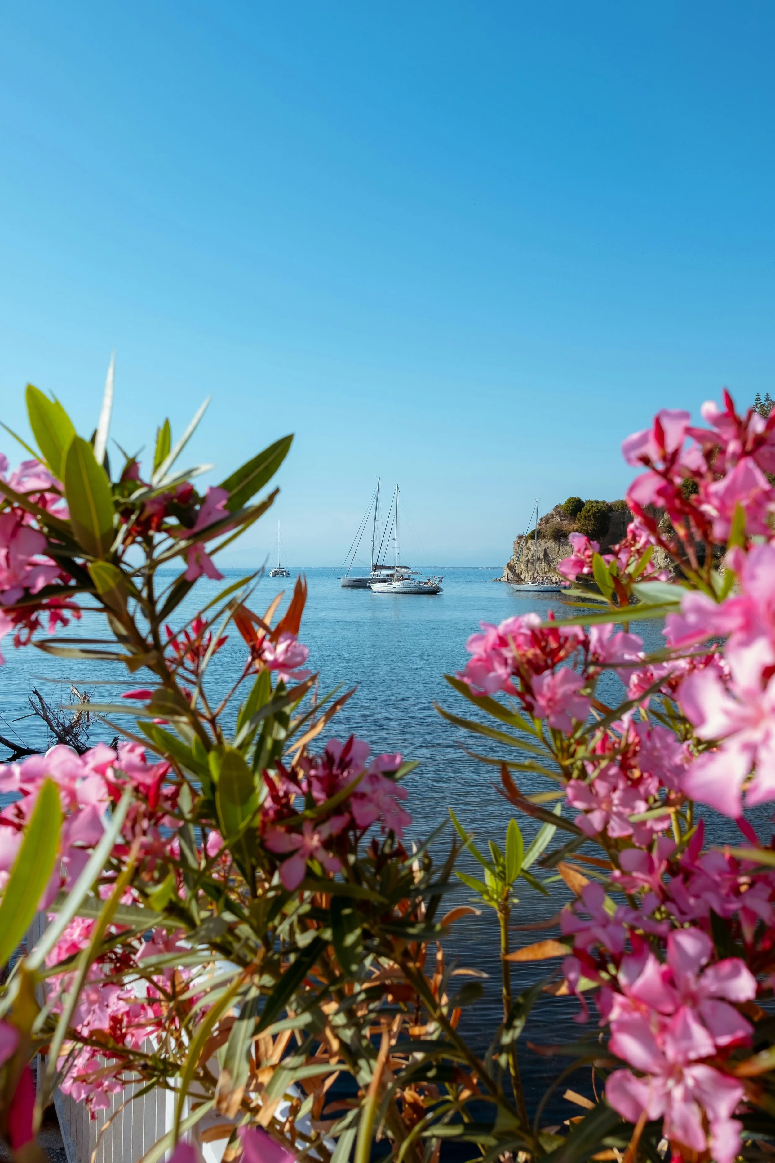 Pink flowering shrubs framing sailboats on blue water beside a rocky headland.