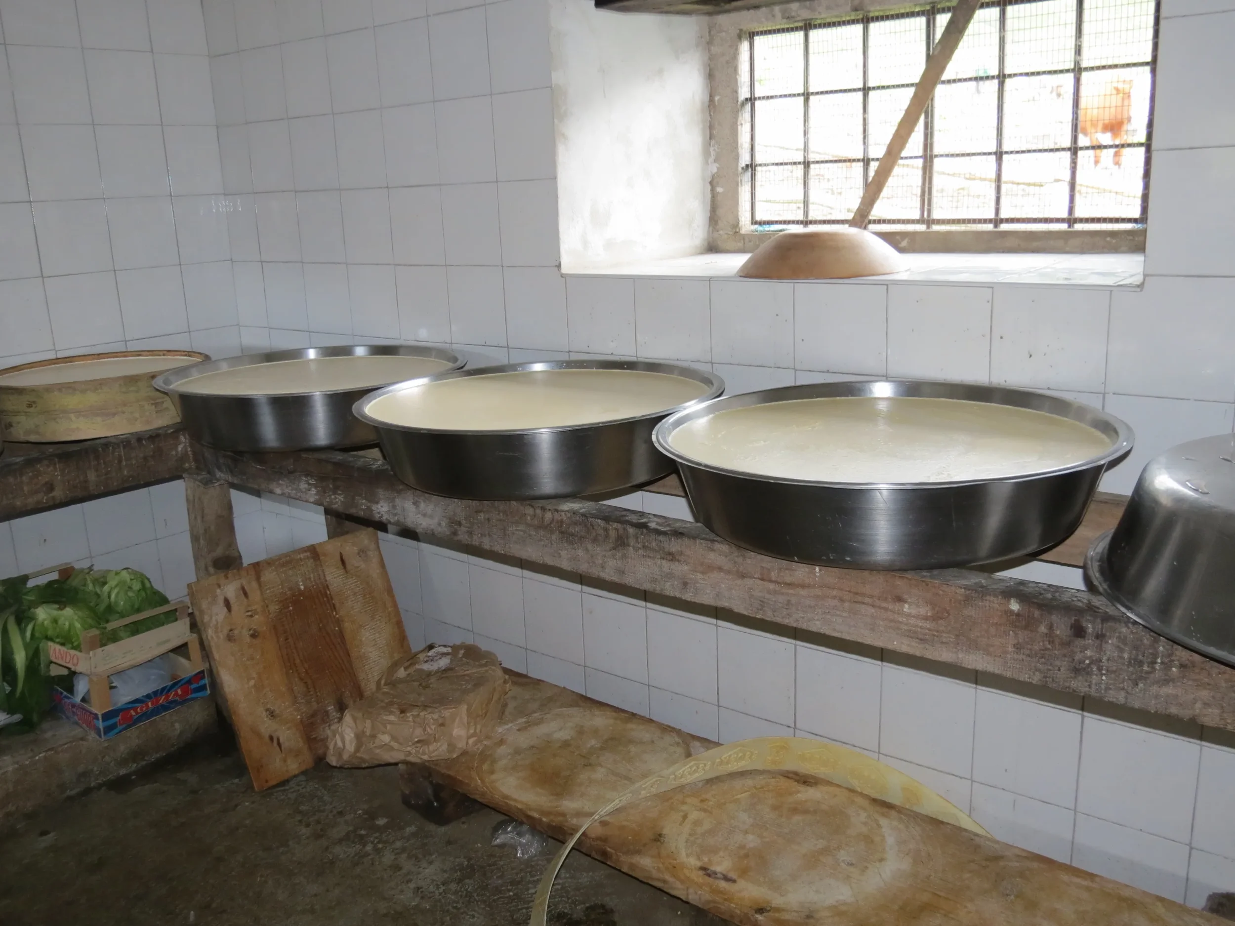 Shallow metal basins of milk resting in a dairy during traditional Bagòss cheese production.