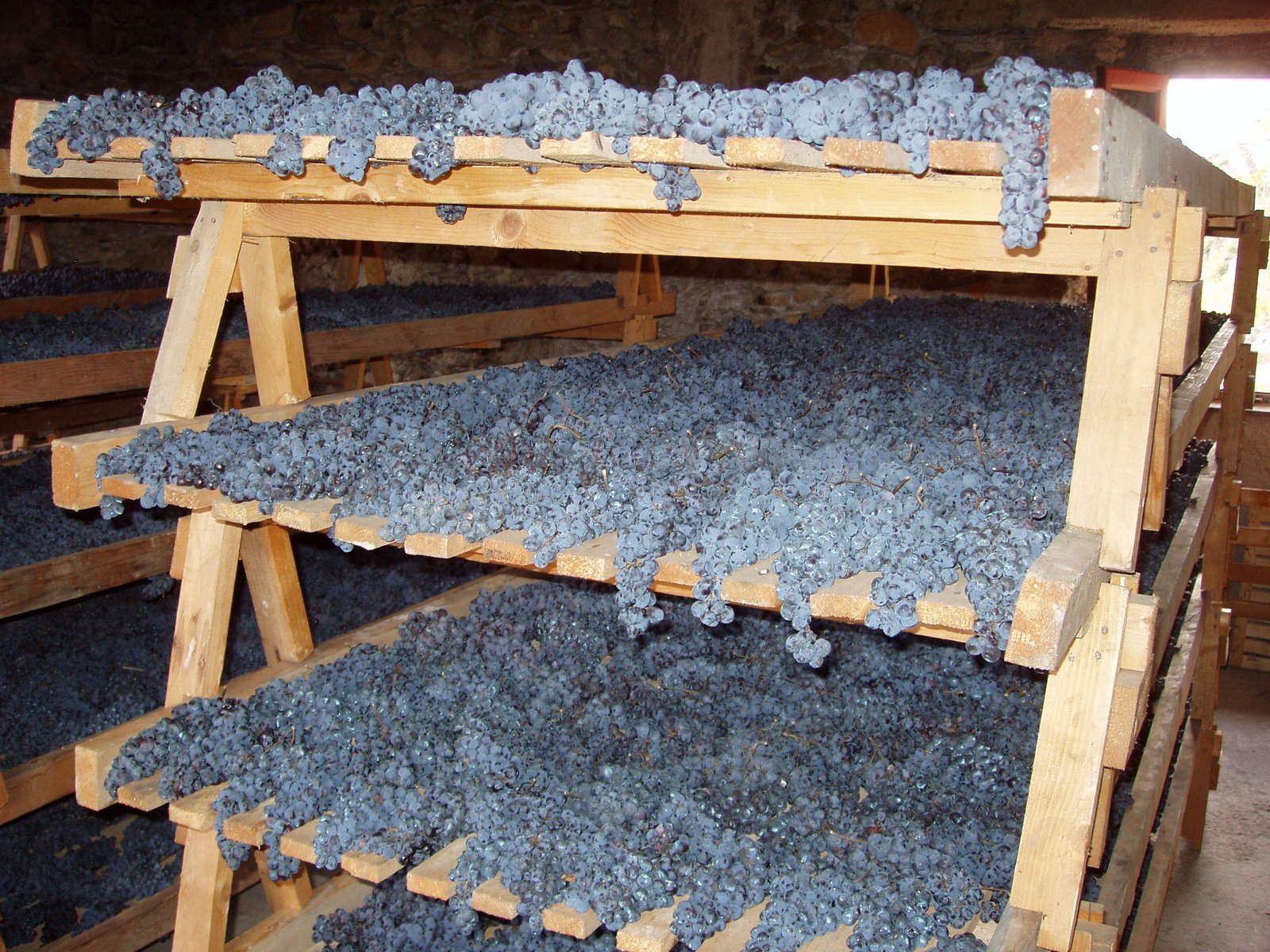 Harvested Nebbiolo grapes spread across wooden drying racks