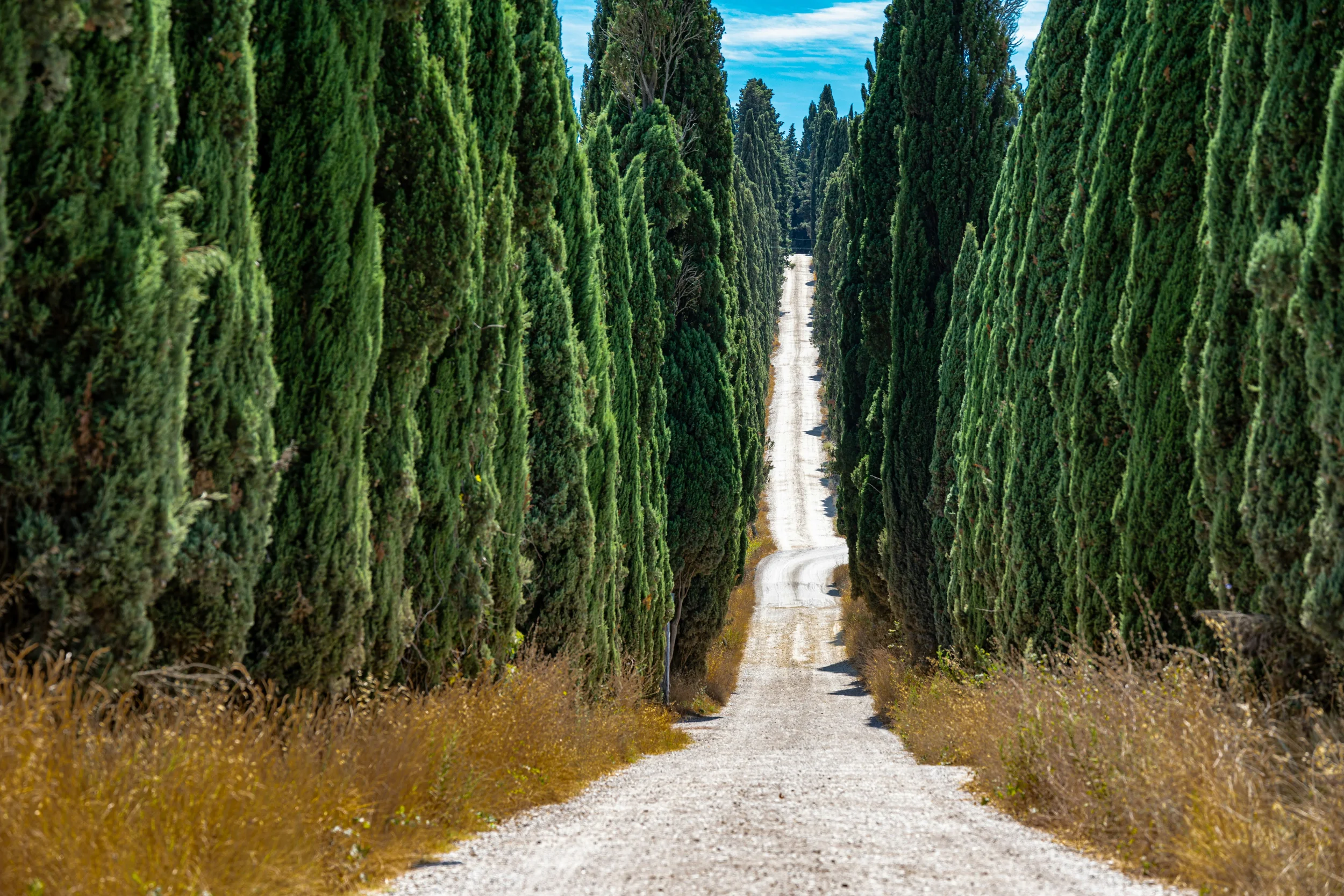 Long gravel road lined with tall cypress trees in the Tuscan countryside