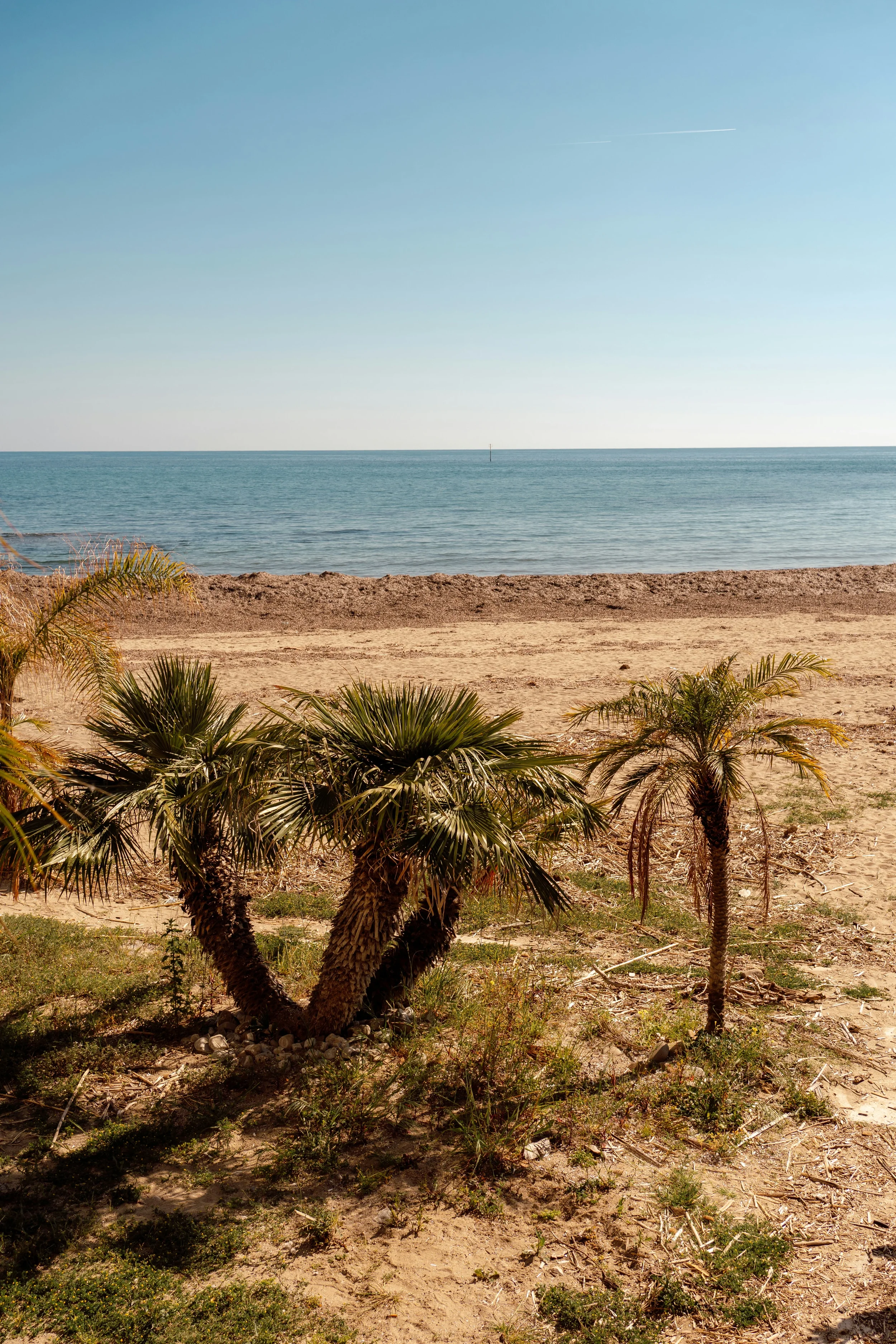 Palm trees beside a broad sandy beach and calm blue sea on the Cilento coast.