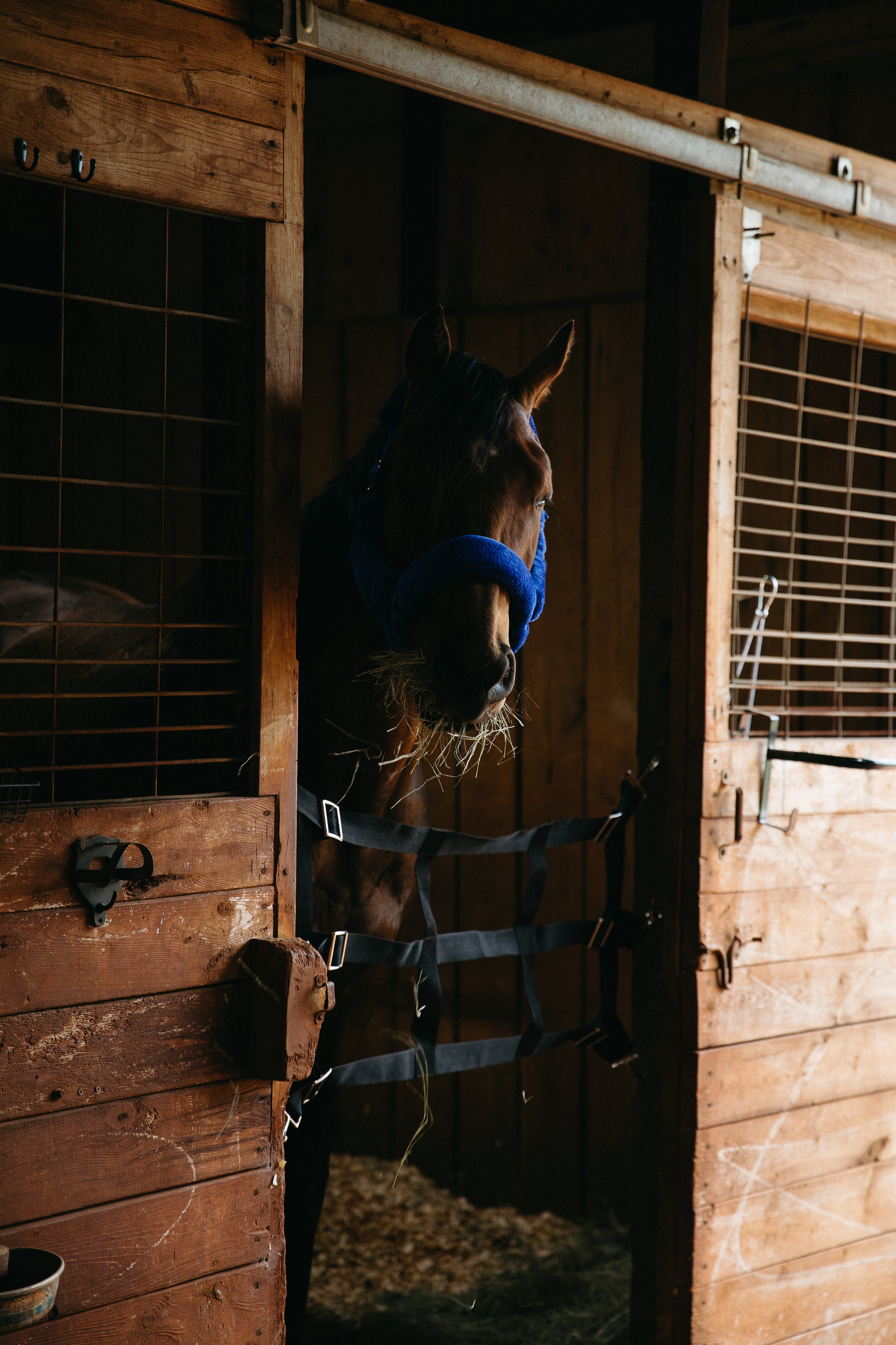 Inside a wooden horse stable with a horse wearing a blue blanket looking out from a stall.