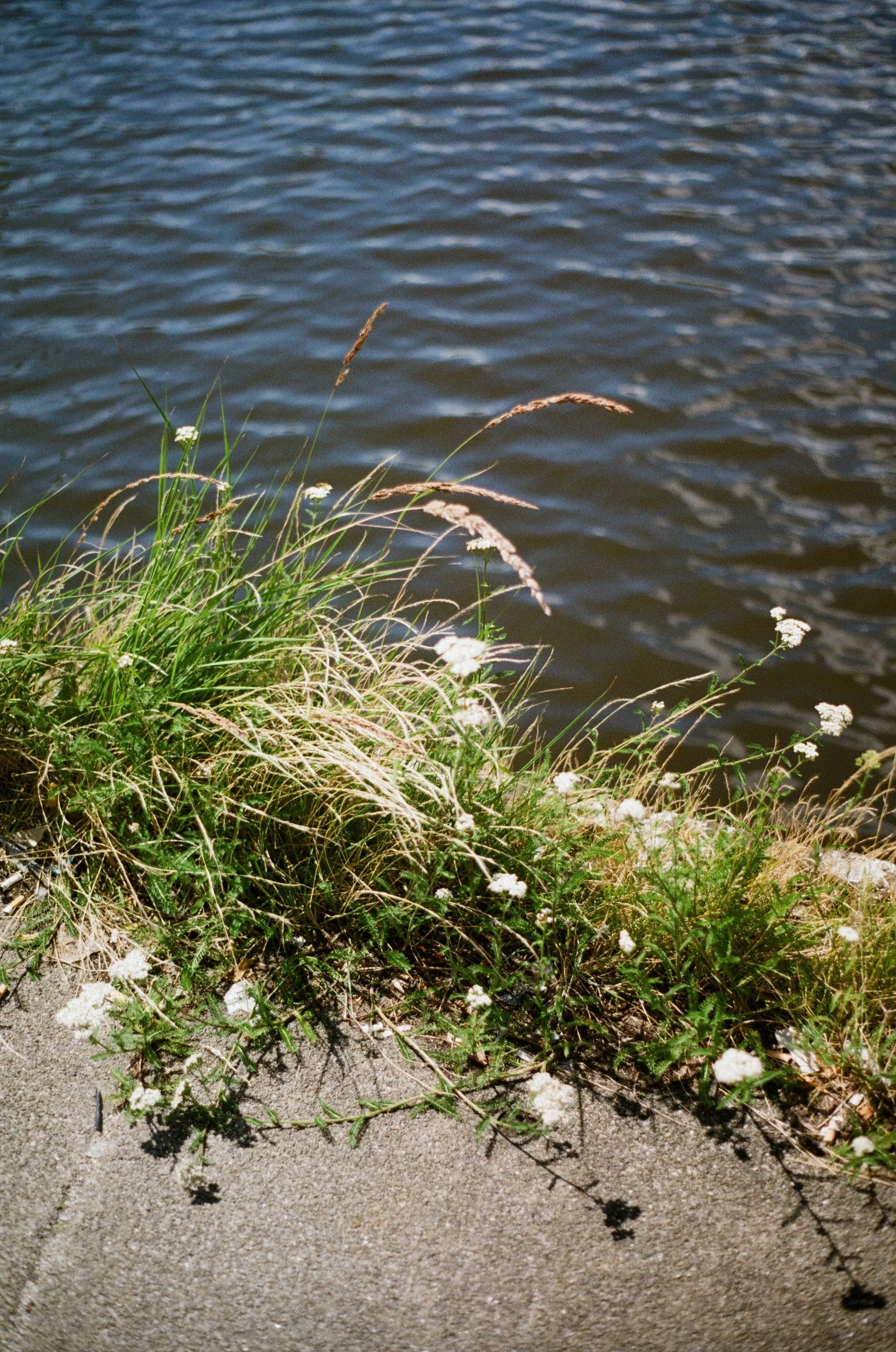 Grass and small white flowers growing on sandy ground near a body of water with visible ripples.
