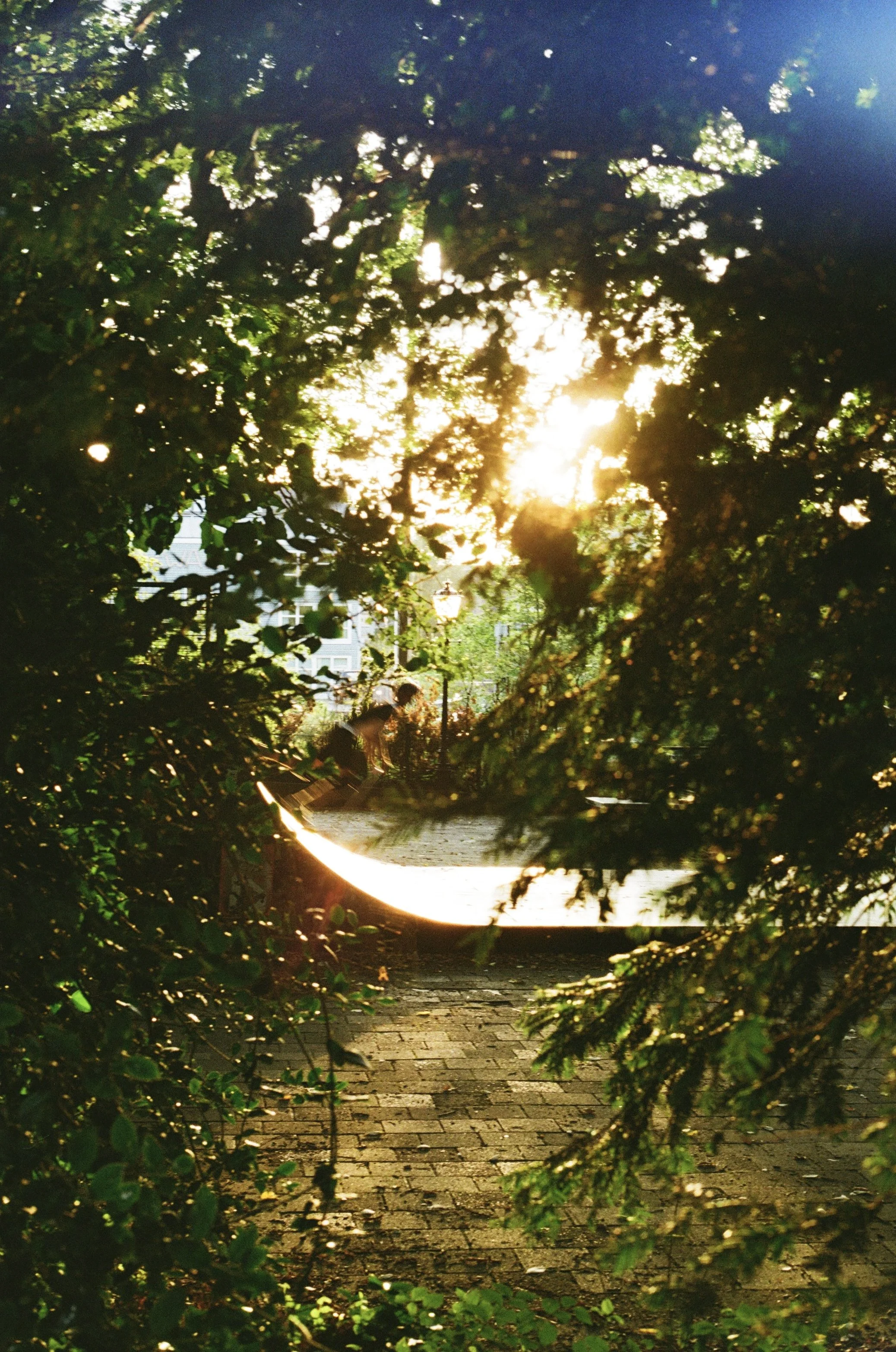 Sunlight filters through dense green tree branches onto a cobblestone path, with a person sitting on a bench in the background.