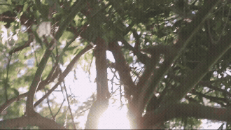 Sunlight shining through the leaves and branches of trees.
