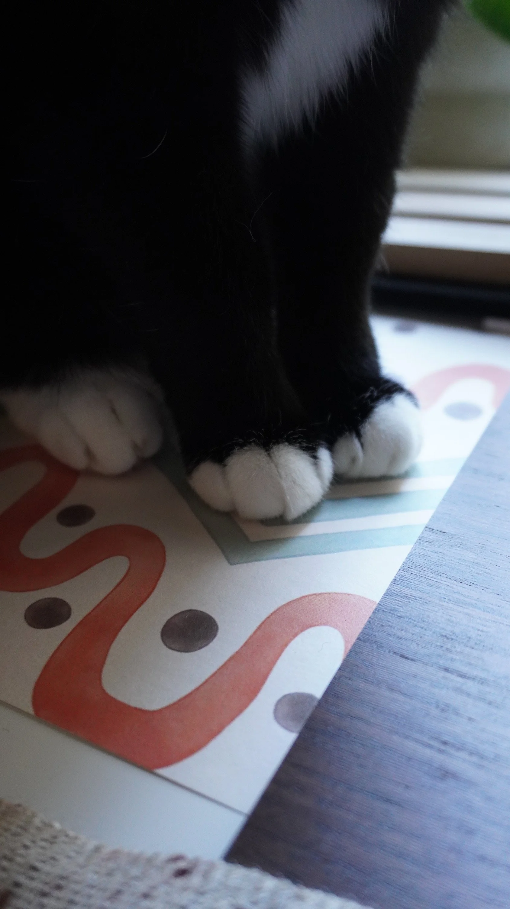 Close-up of a black and white cat's paws resting on a colorful
