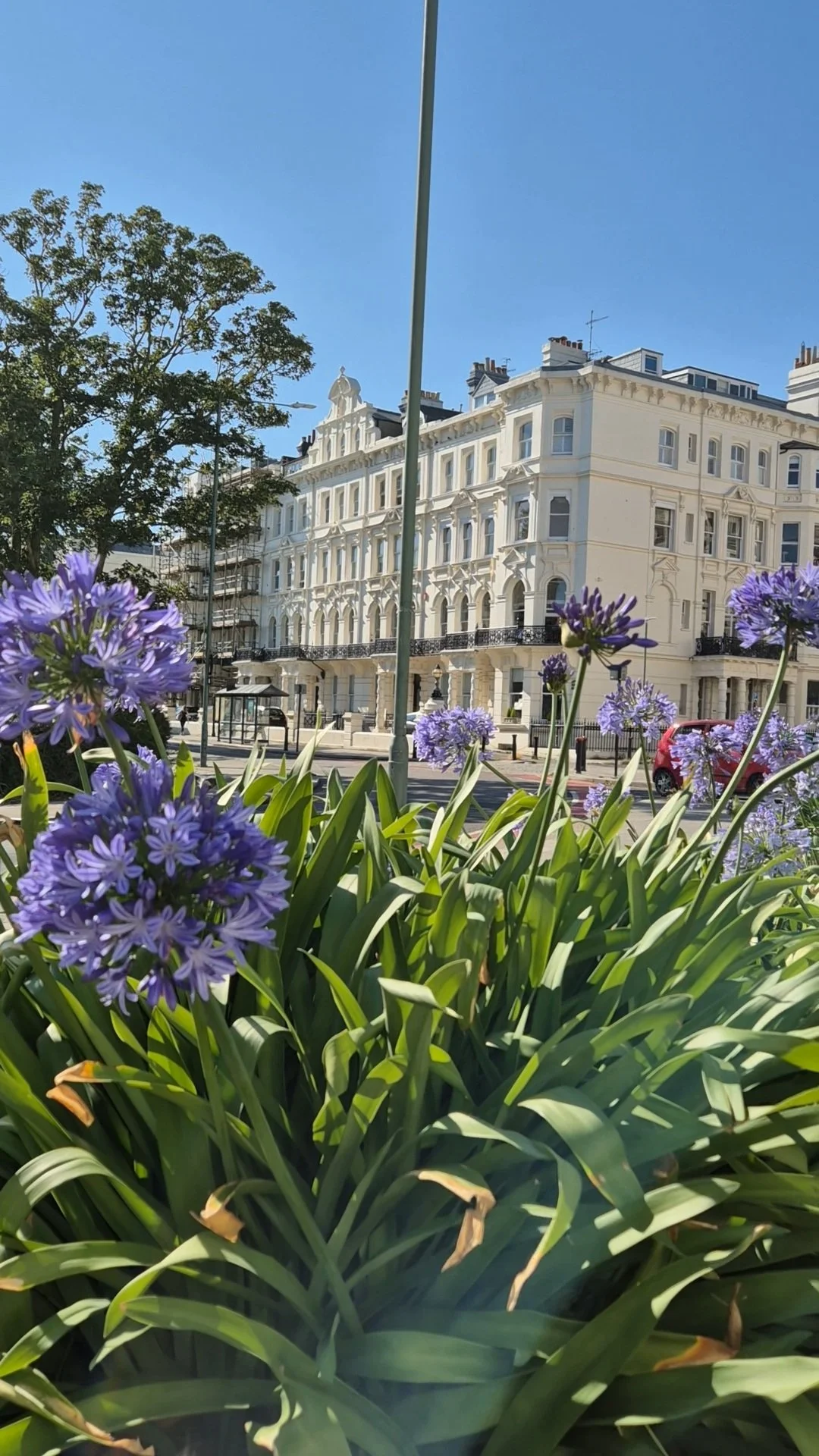Purple flowers in the foreground with a white residential building, a tree, and a street scene in the background on a sunny day.